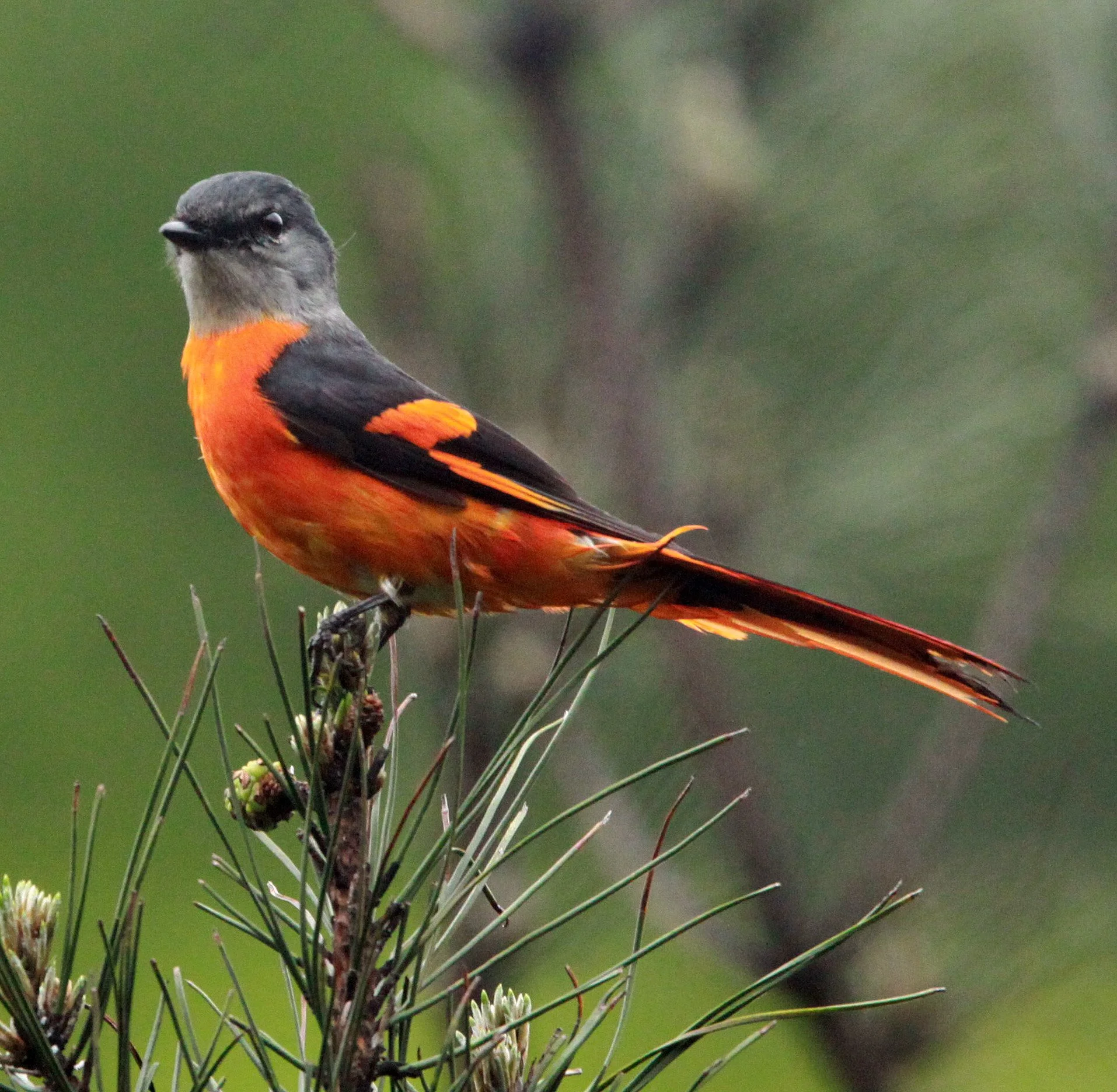Gray-chinned Minivet (Pericrocotus solaris) Anhui Province China