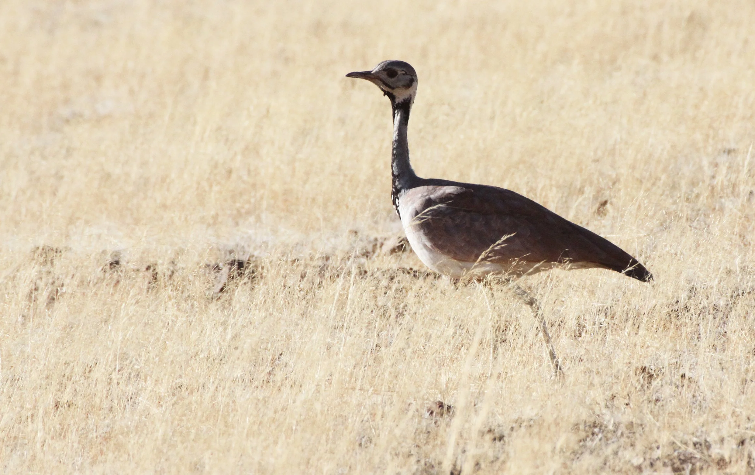 Ruppell's Korhaan (Eupodotis reupellii) Damaraland Namibia (25).JPG