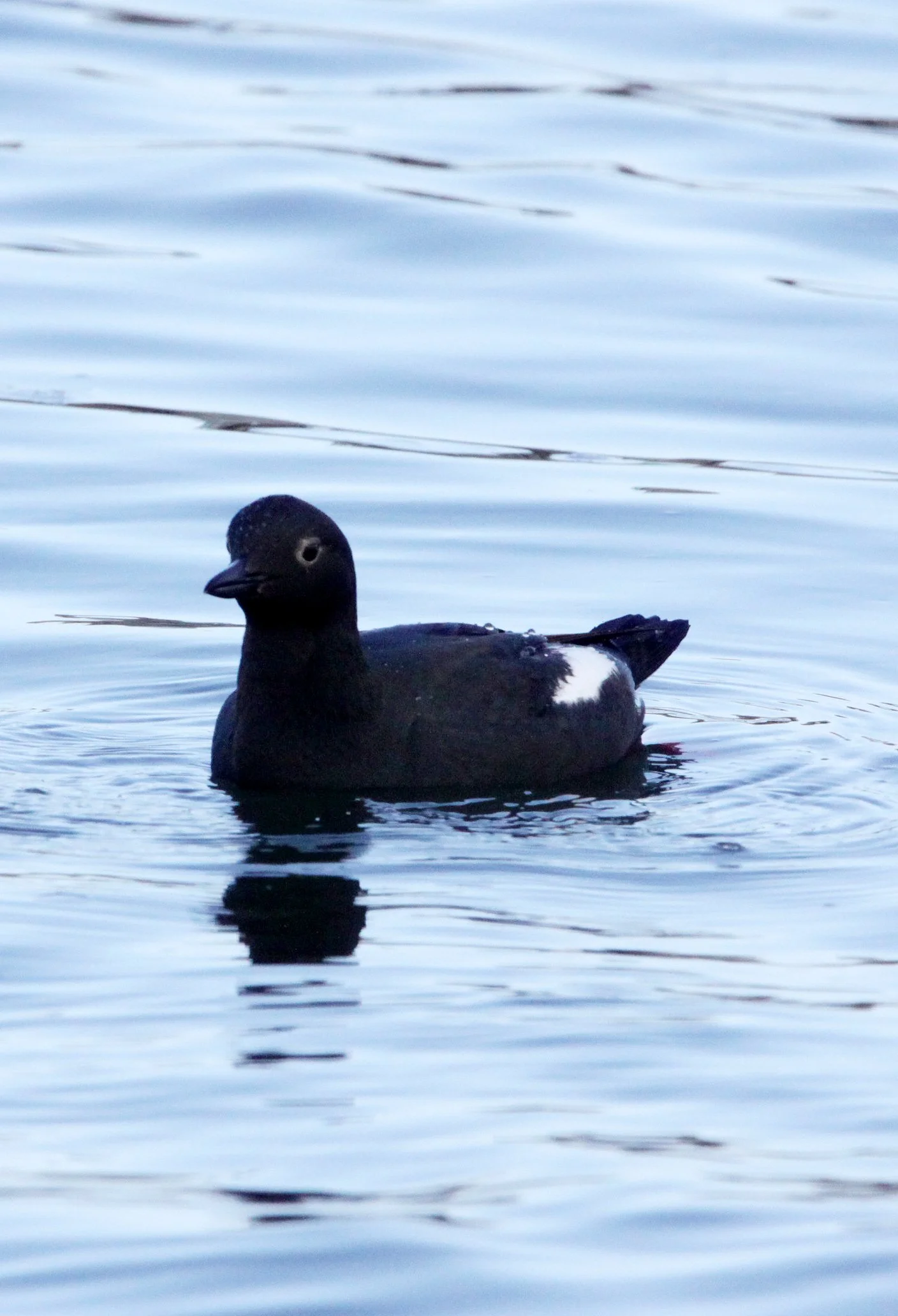 Cepphus columba eureka - PIGEON GUILLEMOT - ELKHORN SLOUGH CALIFORNIA (1).JPG