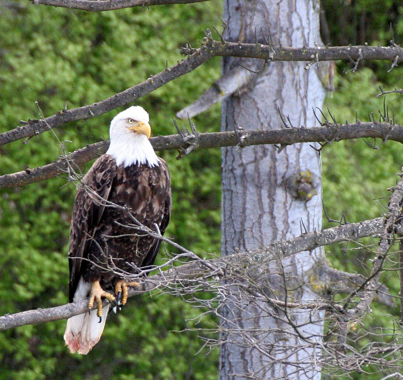 Haliaeetus leucocephalus - AMERICAN BALD EAGLE - LAKE FARM BLUFFS WASHINGTON (208).JPG