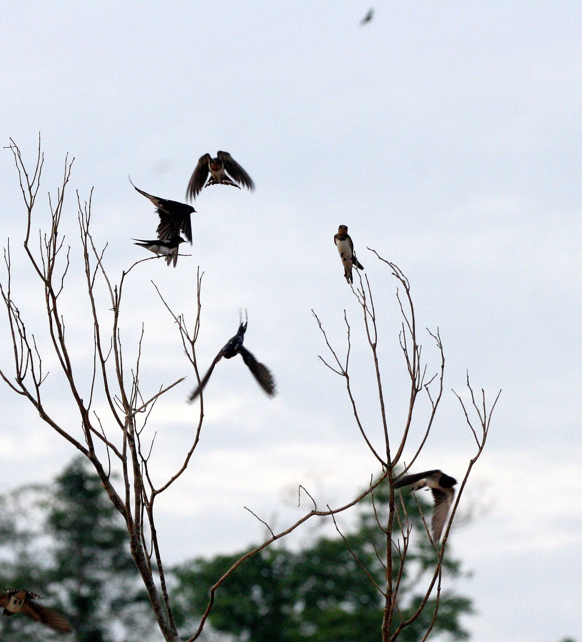 Barn Swallow (Hirundo rustica) Kinabatangan River Borneo (3).JPG