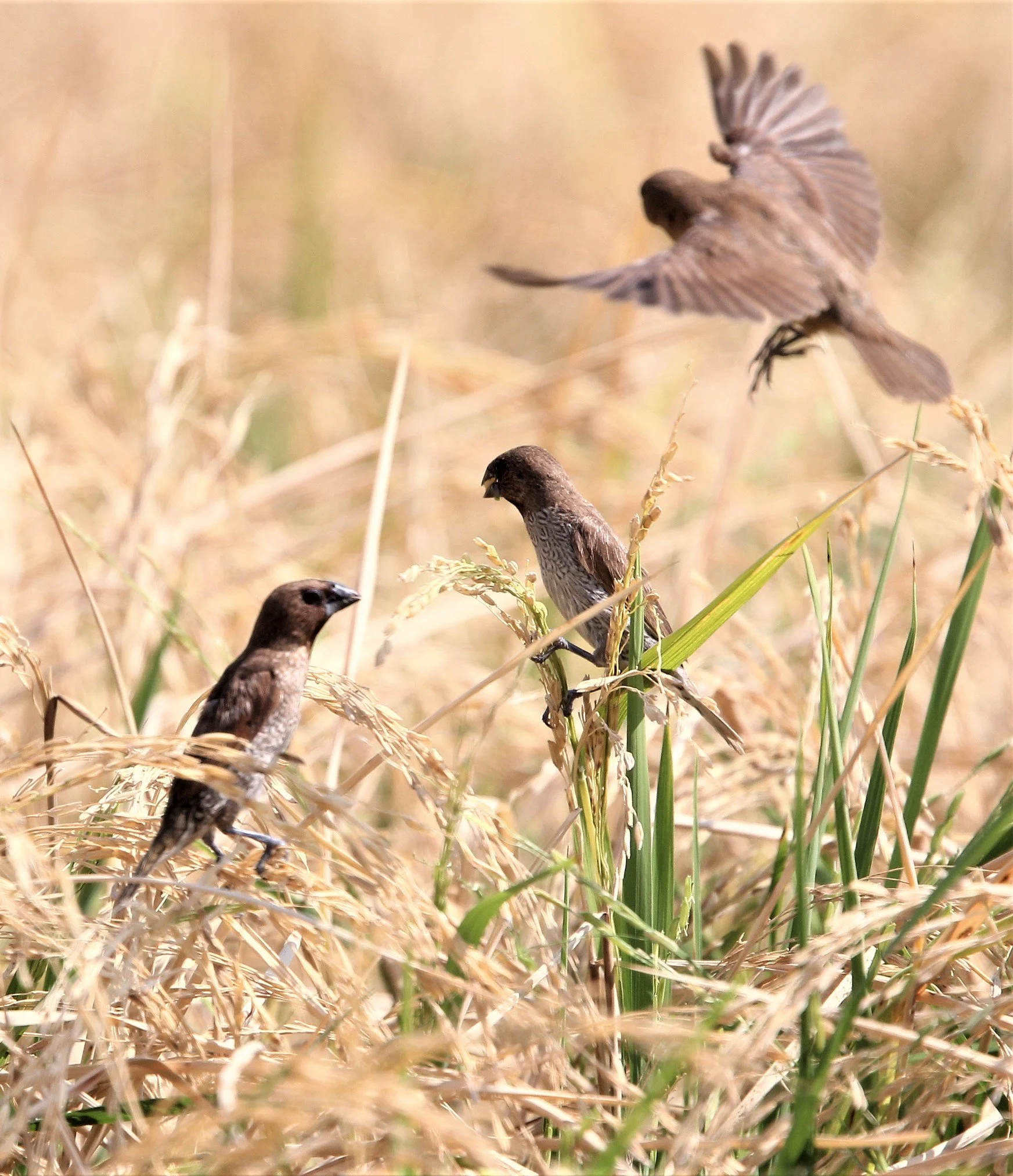 MUNIA - SCALY BREASTED MUNIA - Lonchura punctulata - ROT FAI PARK BKK (9).jpg