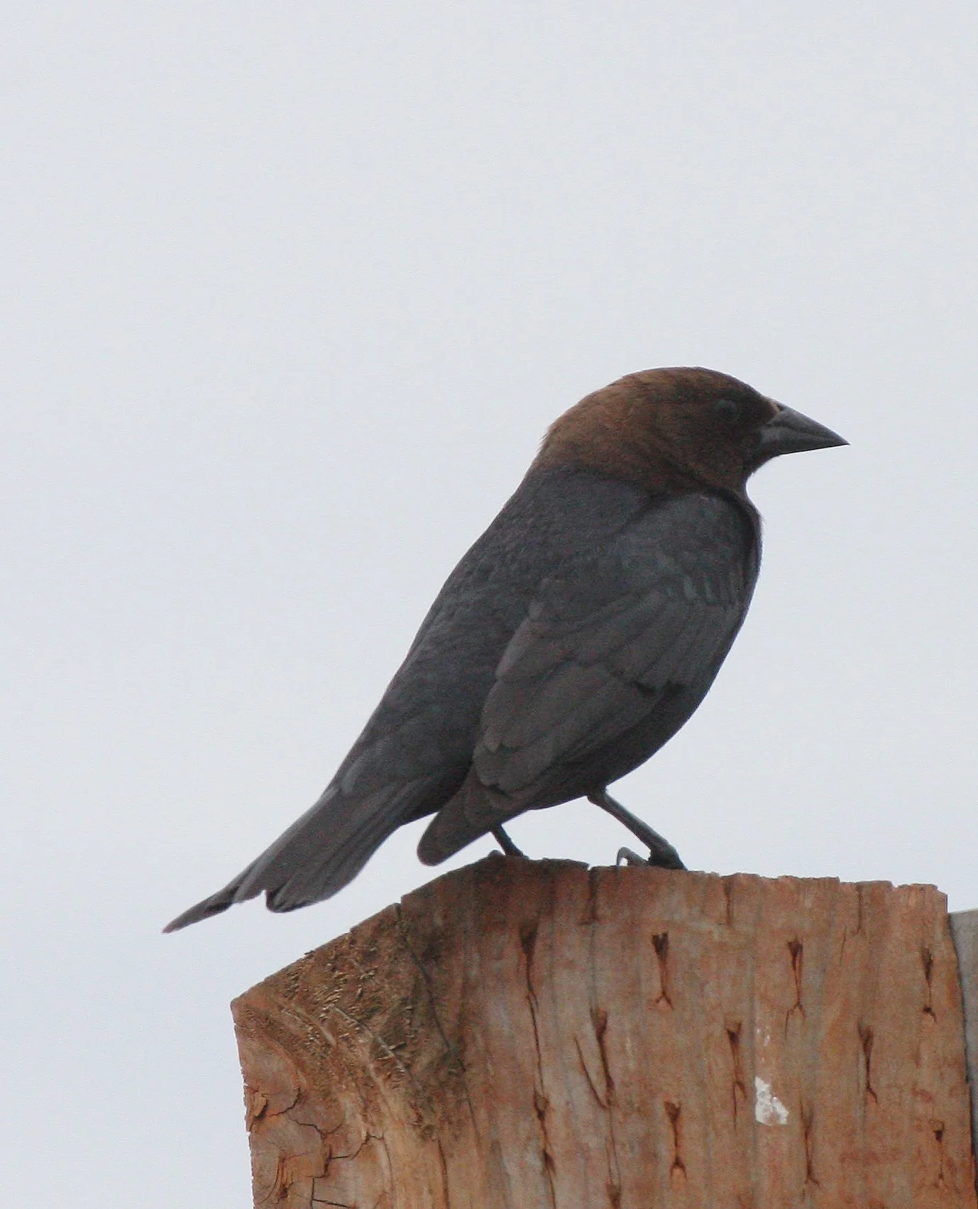 Brown-headed Cowbird (Molothrus ater) Dungeness Spit Washington (2).JPG