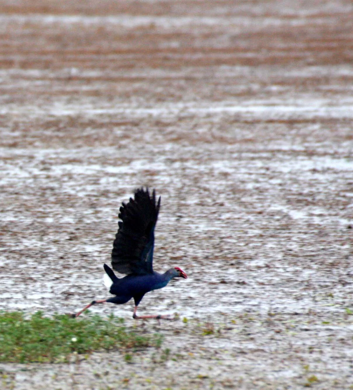Purple Swamphen (Porphyrio porphyrio) Bueng Boraphet Wetlands Thailand (14).JPG