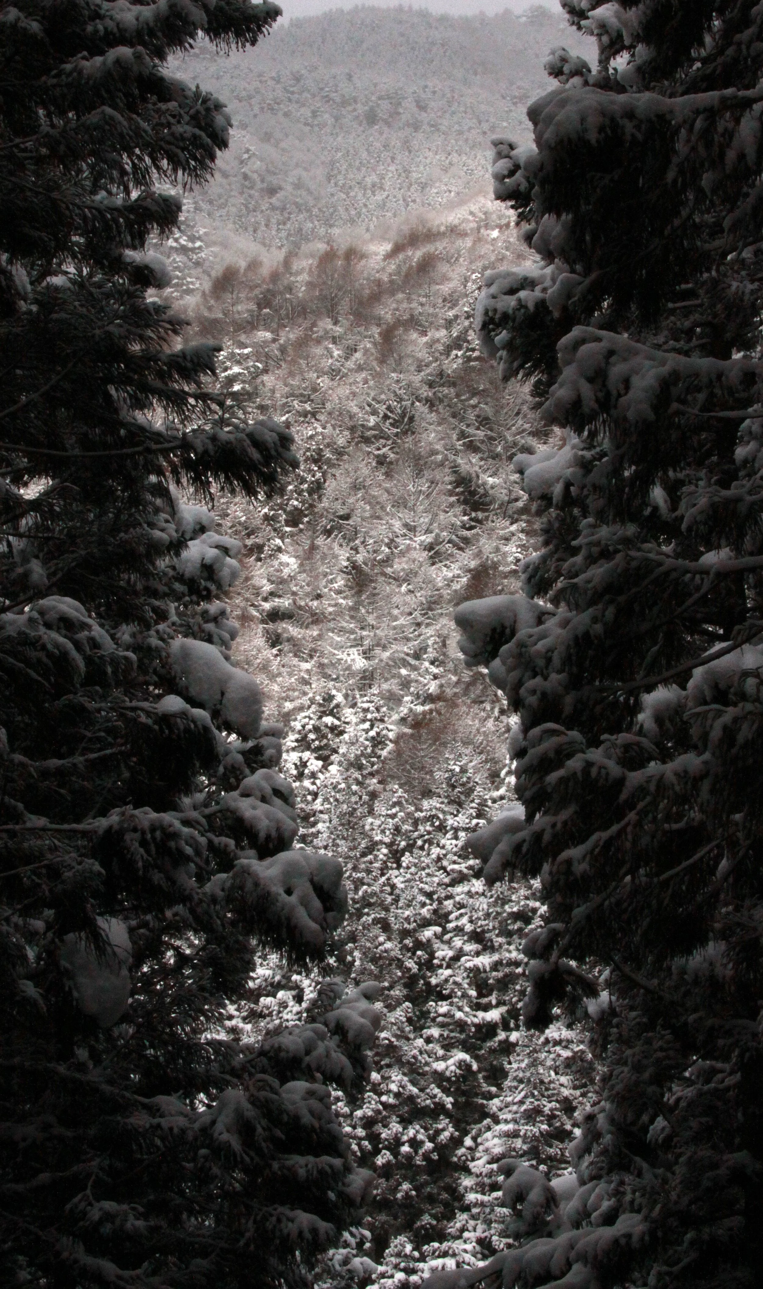 JIGOKUDANI ONSEN - NAGANO PREFECTURE JAPAN - FOREST SCENCES (23).JPG