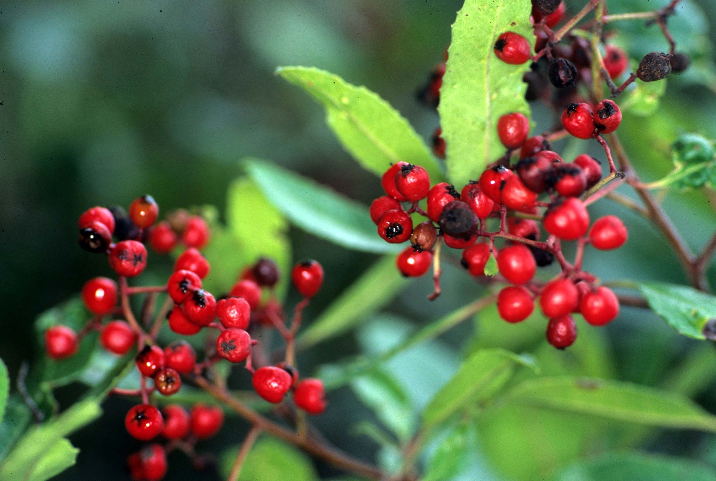 CALIFORNIA - REDWOODS NP - TOYON.jpg