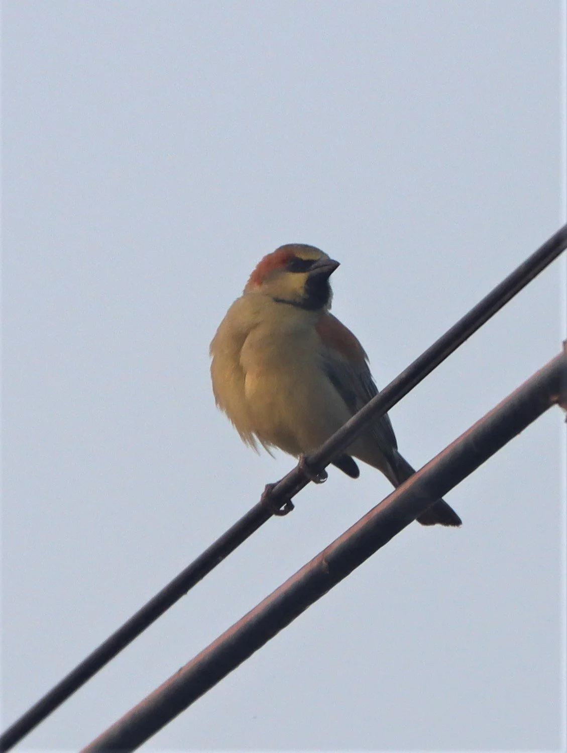 Plain-backed Sparrow (Passer flaveolus) Lat Krabang Wetlands Near Bangkok (3).jpg
