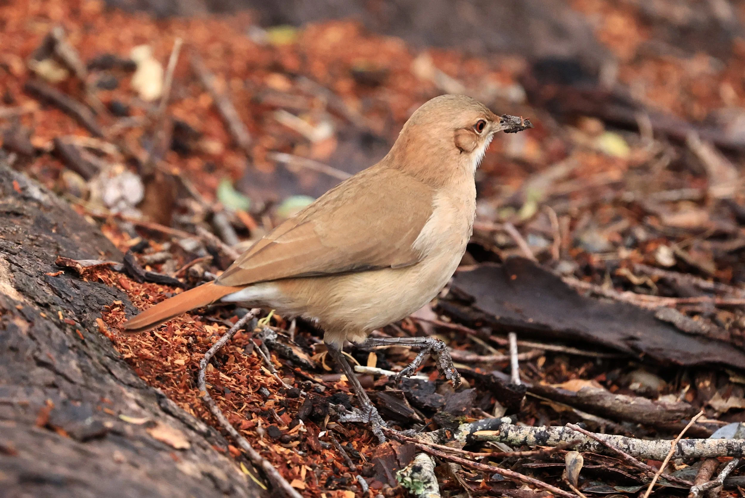 Rufous hornero (Furnarius rufus) Reserva Natural Ceibas, Entre Rios, Argentina (17).jpg