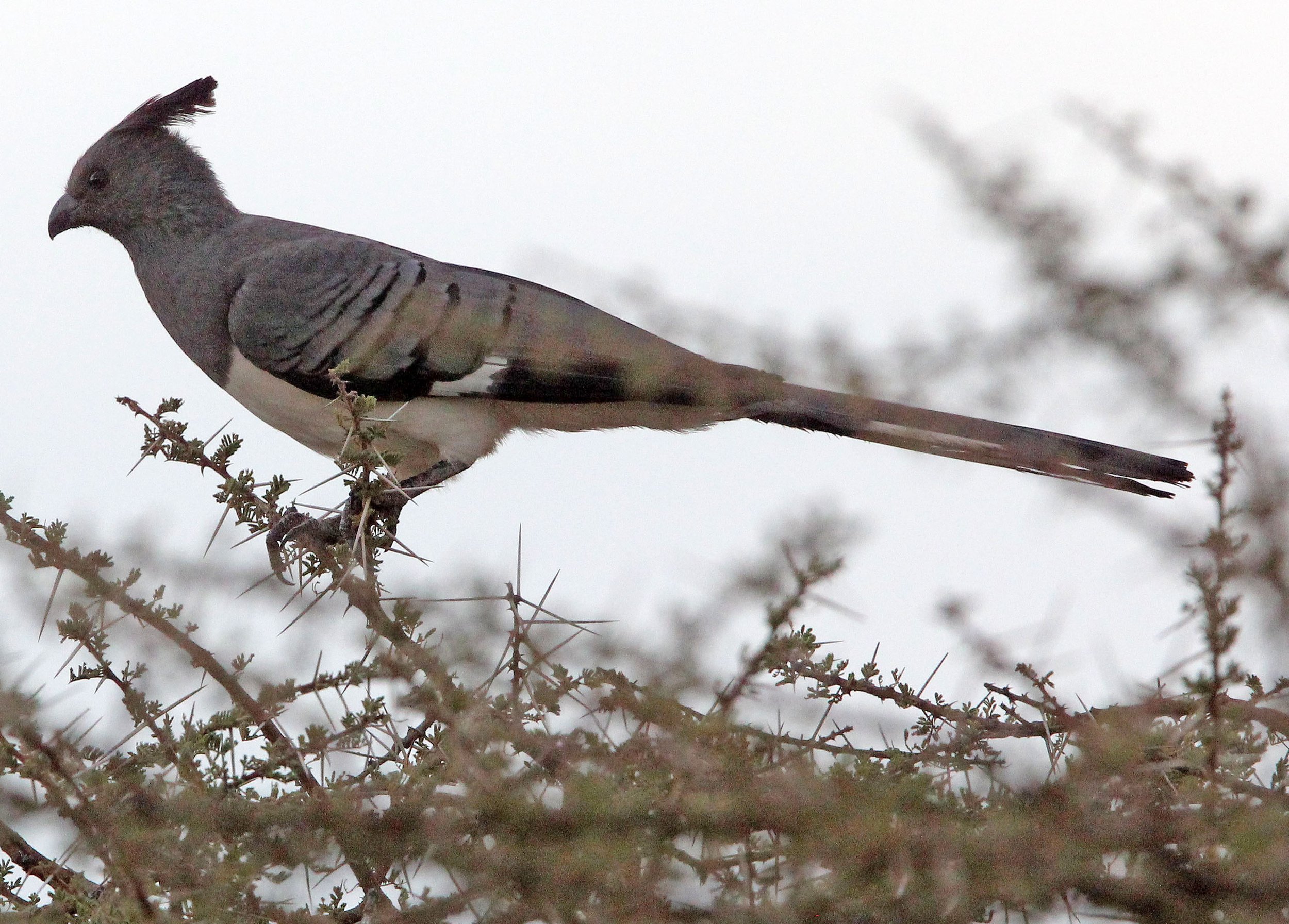 White-bellied Go-away-bird (Crinifer leucogaster) Samburu NP Kenya (10).JPG
