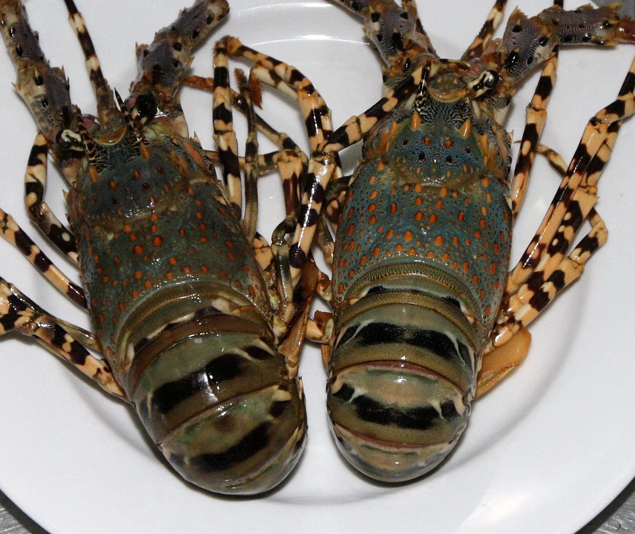 LANTA - SCENES FROM WINTER 2011 (23).JPG