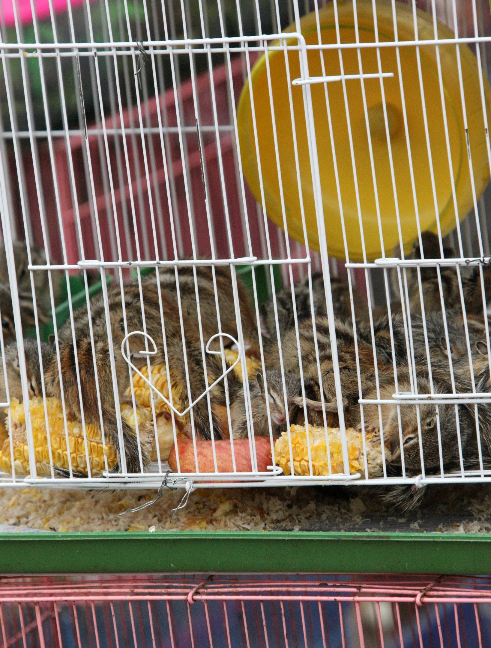 KUNMING - ANIMAL MARKET (7).JPG