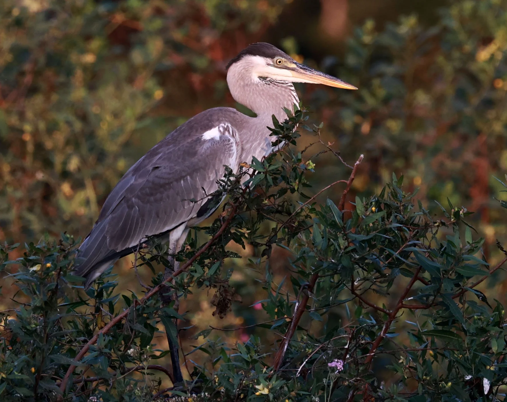 Heron - Cocoi Heron - Ardea cocoi - Pantanal, Encontro das Águas State Park, Porto Jofre, Cuiaba River, Brazil (11).jpg