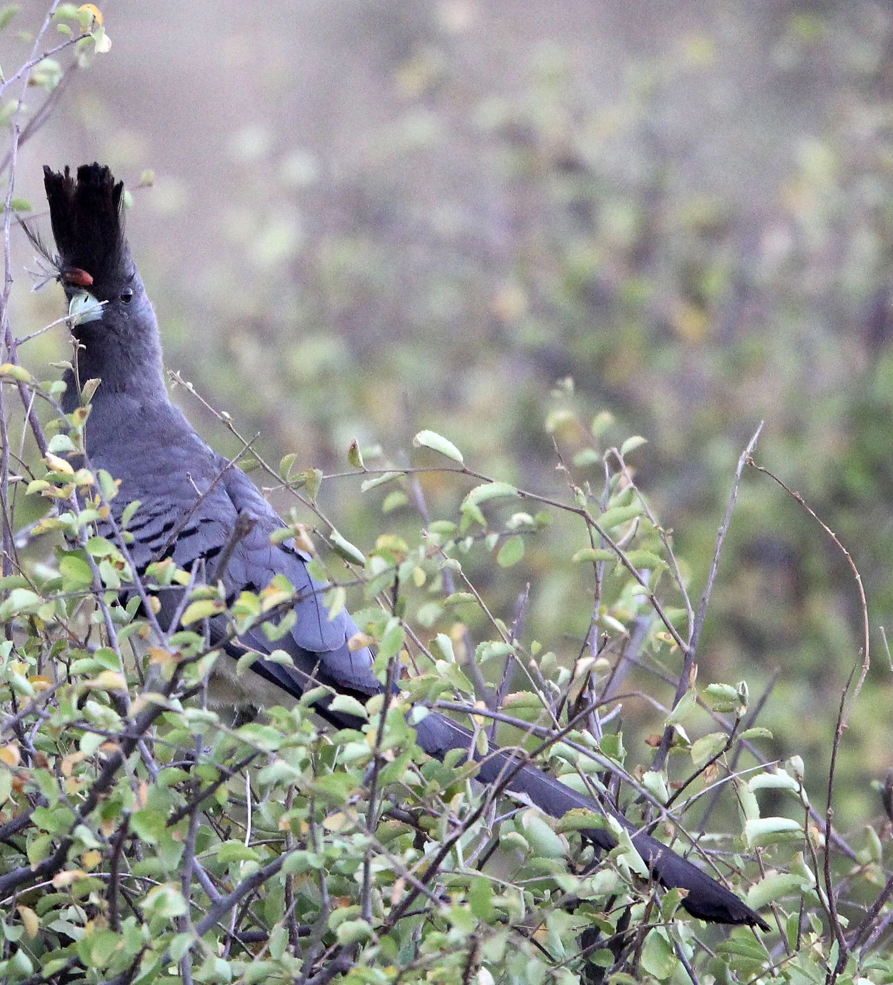 White-bellied Go-away-bird (Crinifer leucogaster) Samburu NP Kenya (2).JPG