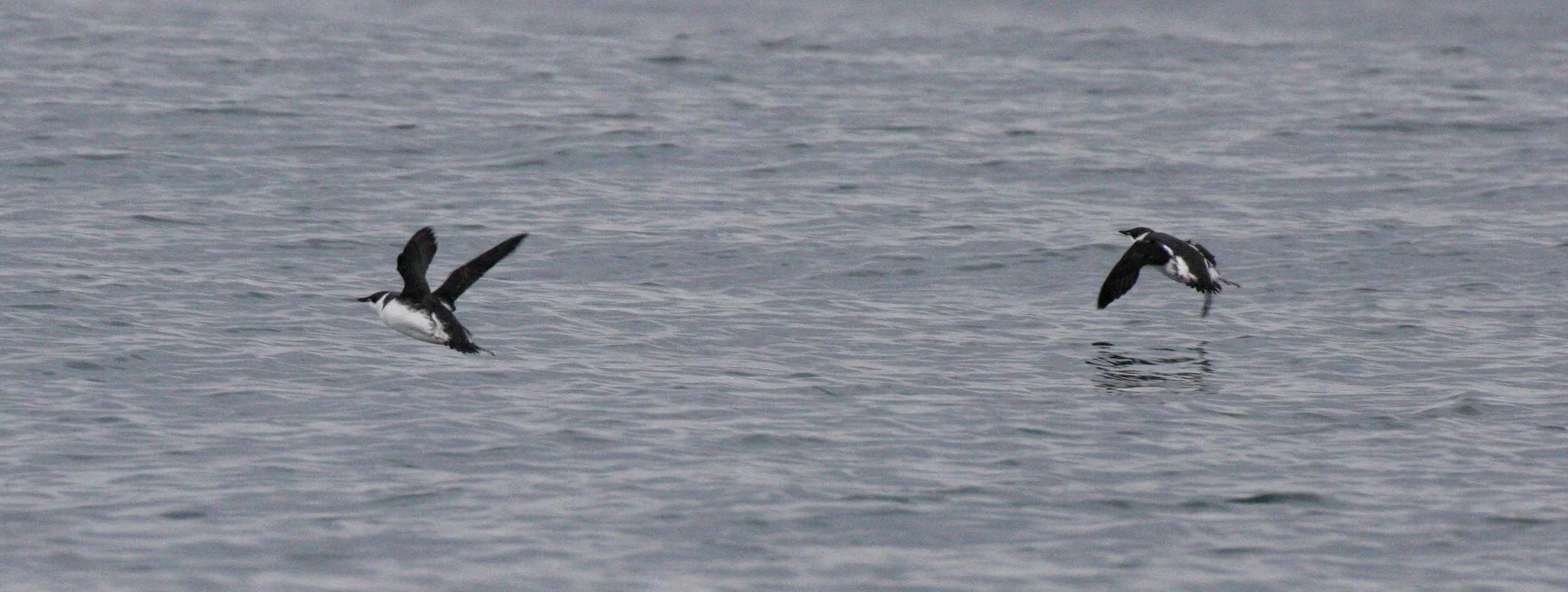 Brachyramphus marmoratus - MARBLED MURRELET - STRAIT OF JUAN DE FUCA U (14).jpg
