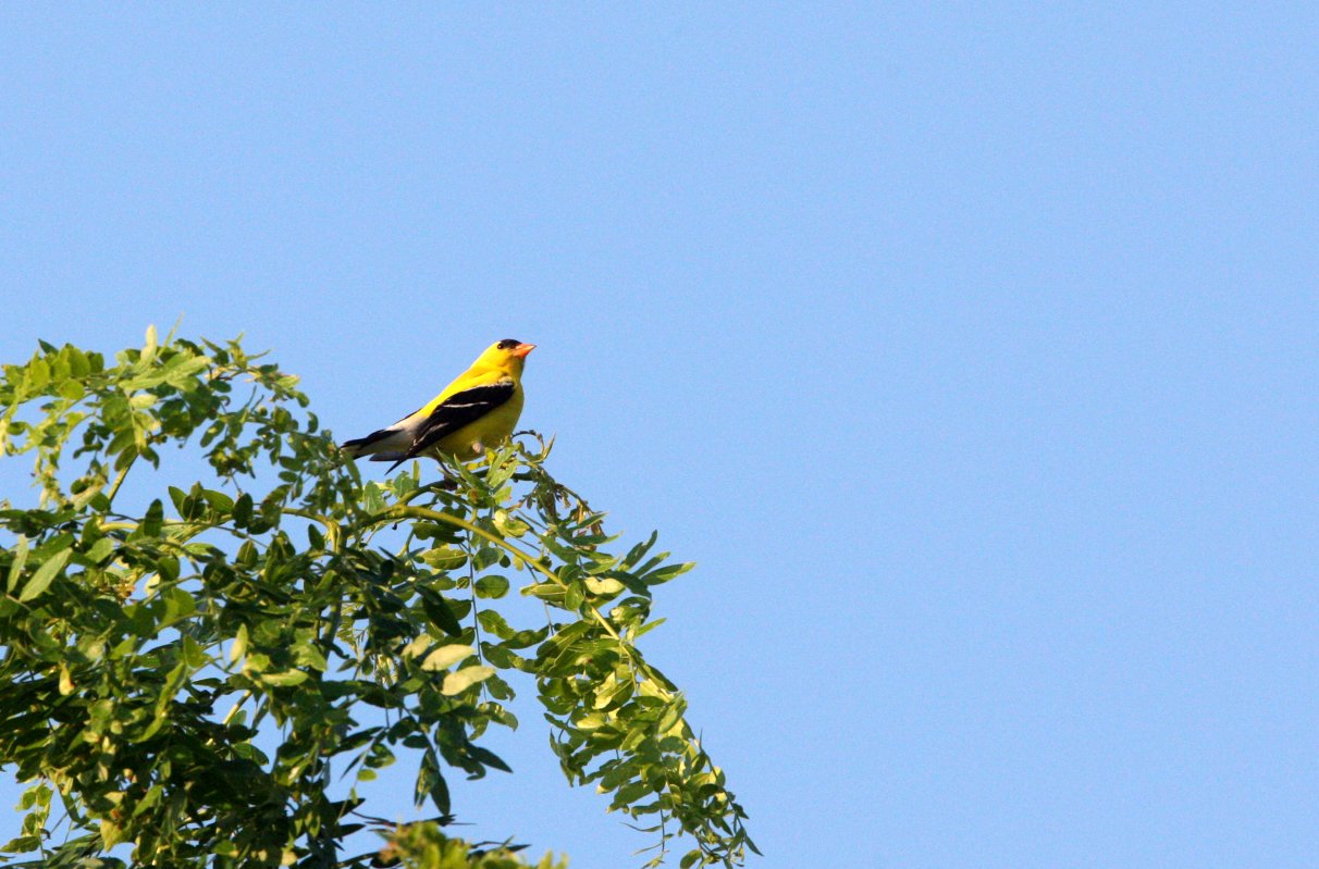 American Goldfinch (Spinus tristis) McKee Marsh, Illinois (7).JPG