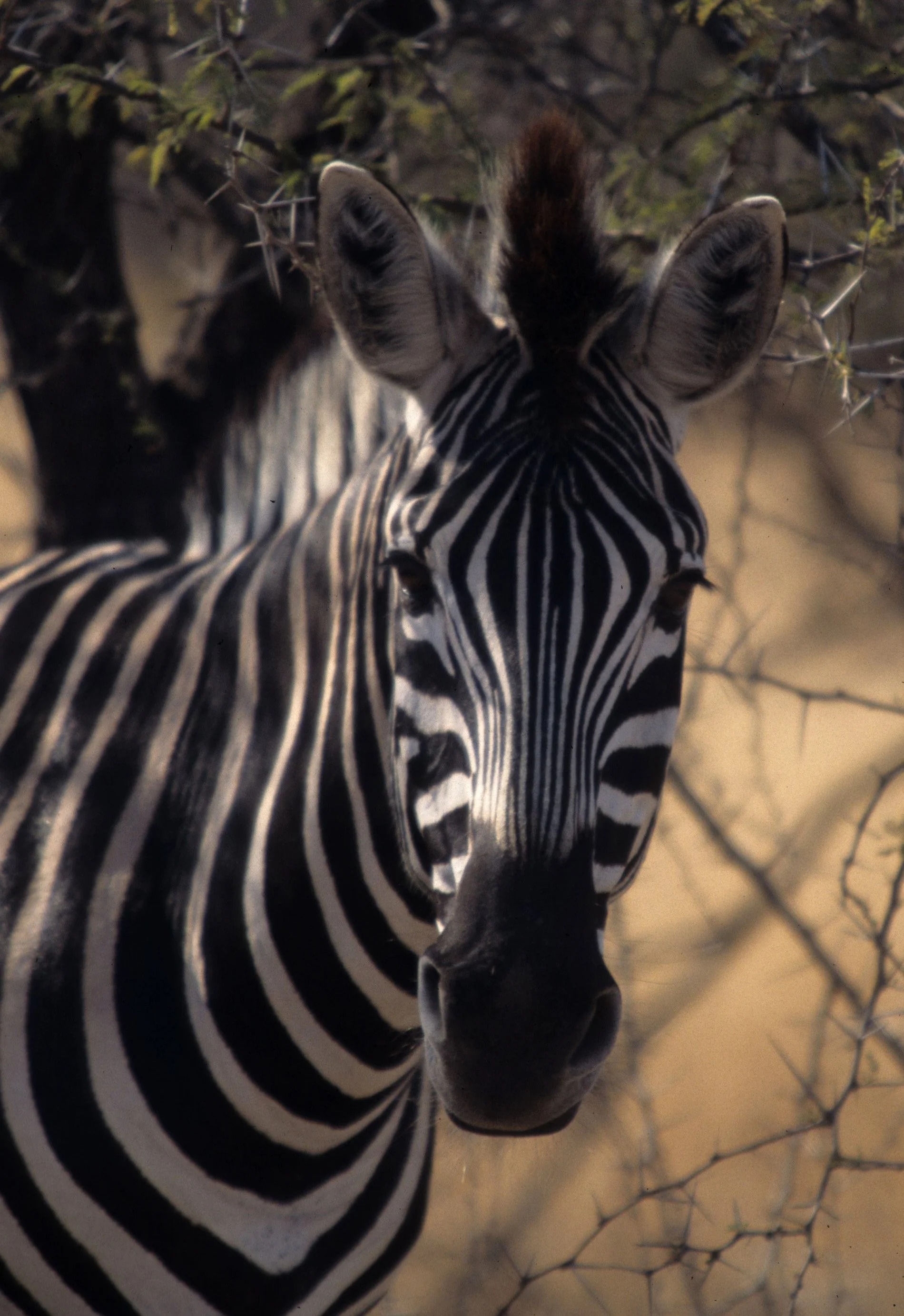 EQUIN - ZEBRA - BURCHELLS - KRUGER (9).jpg