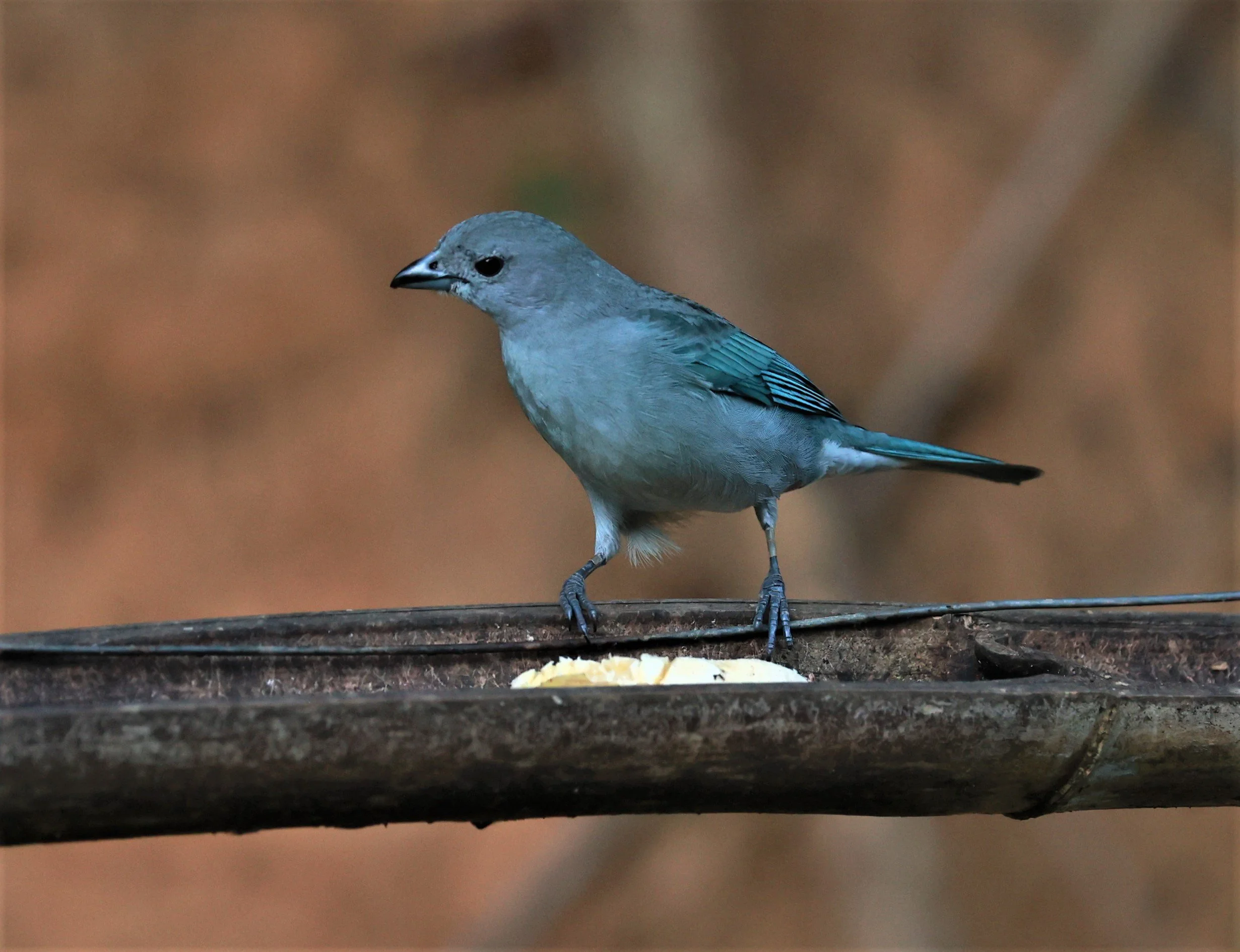 Tanager - Sayaca Tanager - Thraupis sayaca - Santa Teresa, Espirito Santo, Pousada Vita Verde (6)a.jpg