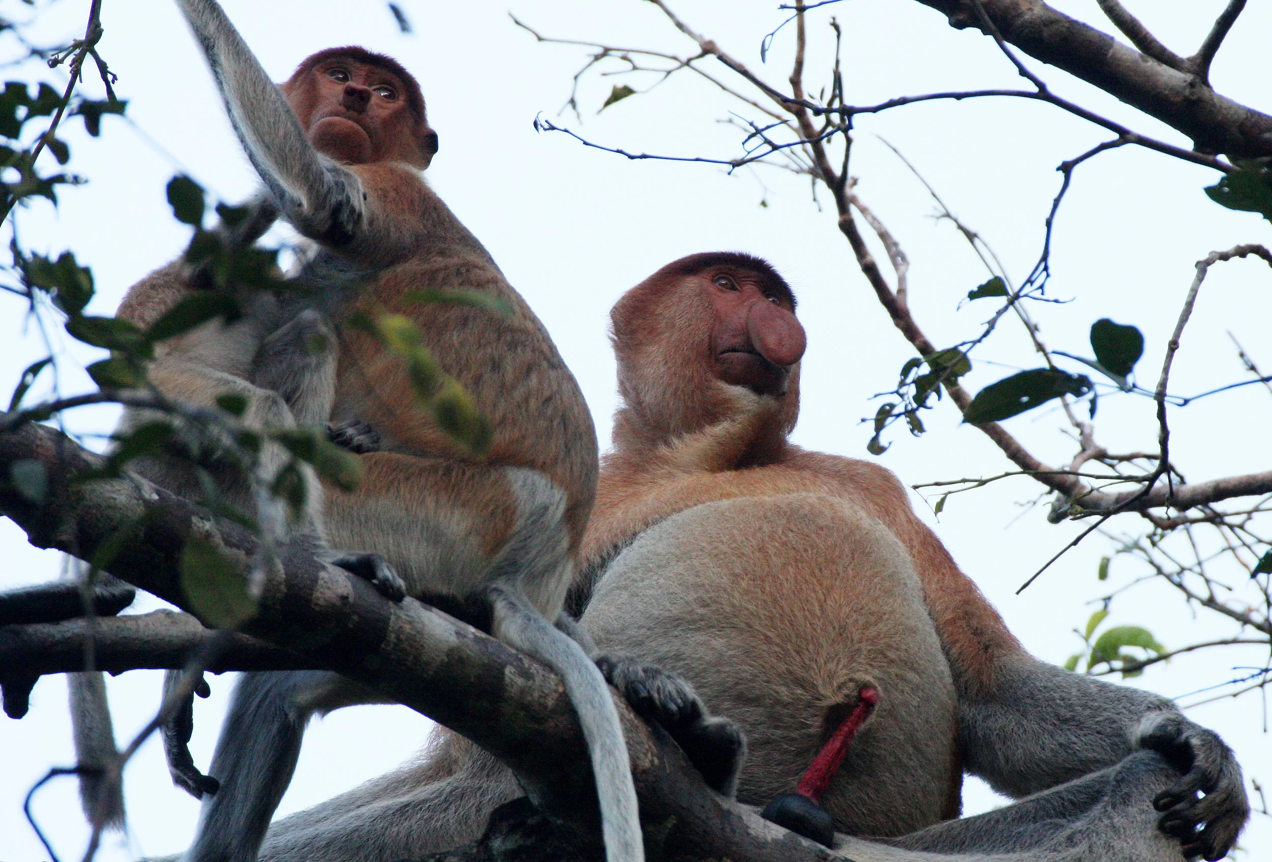CERCOPITHECIDAE - Nasalis larvatus -PROBOSCIS MONKEY TROOP - KINABATANGAN RIVER BORNEO  (57).JPG