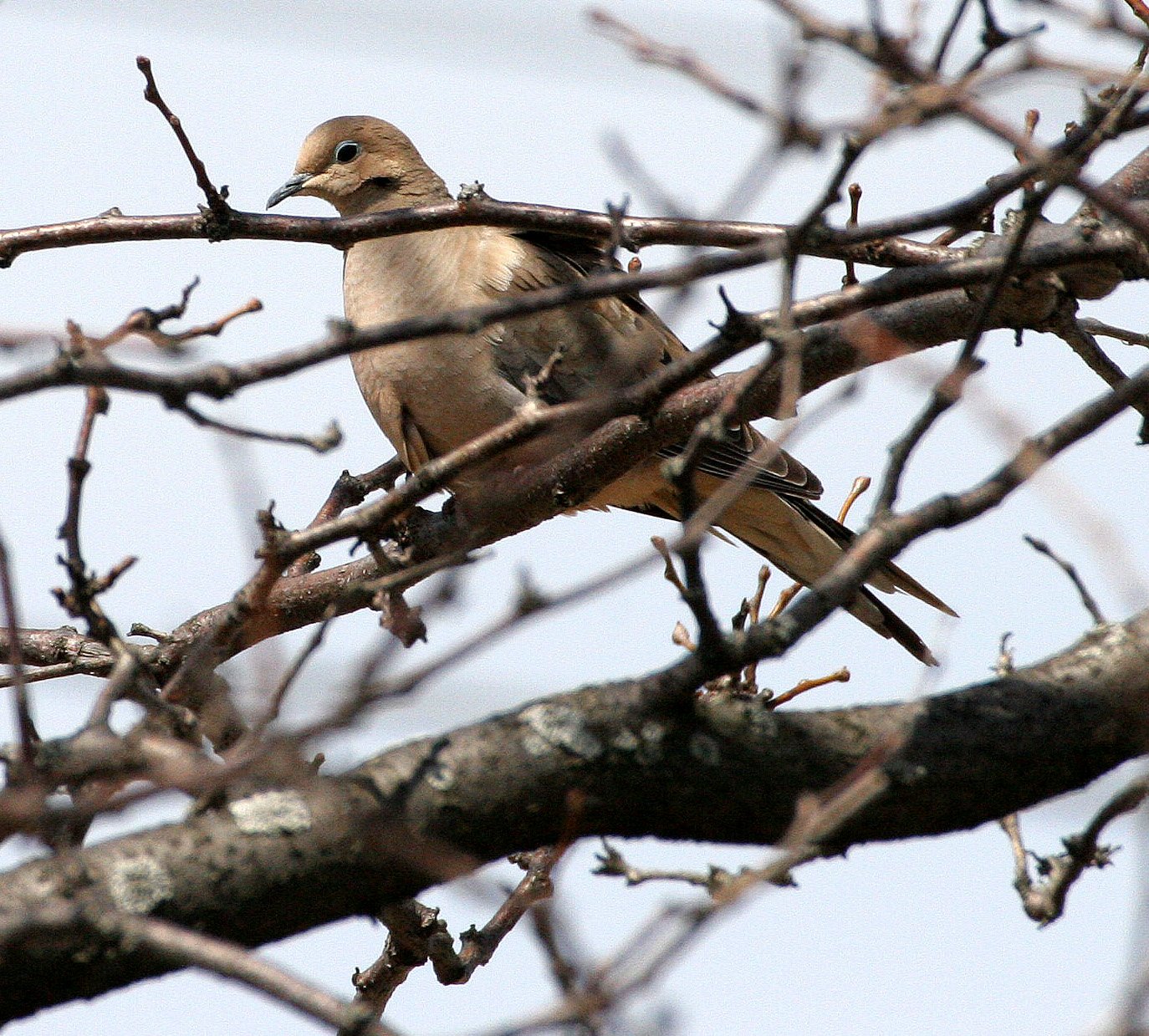 Mourning Dove (Zenaida macroura) Springbrook Forest Preserve Illinois (2).JPG