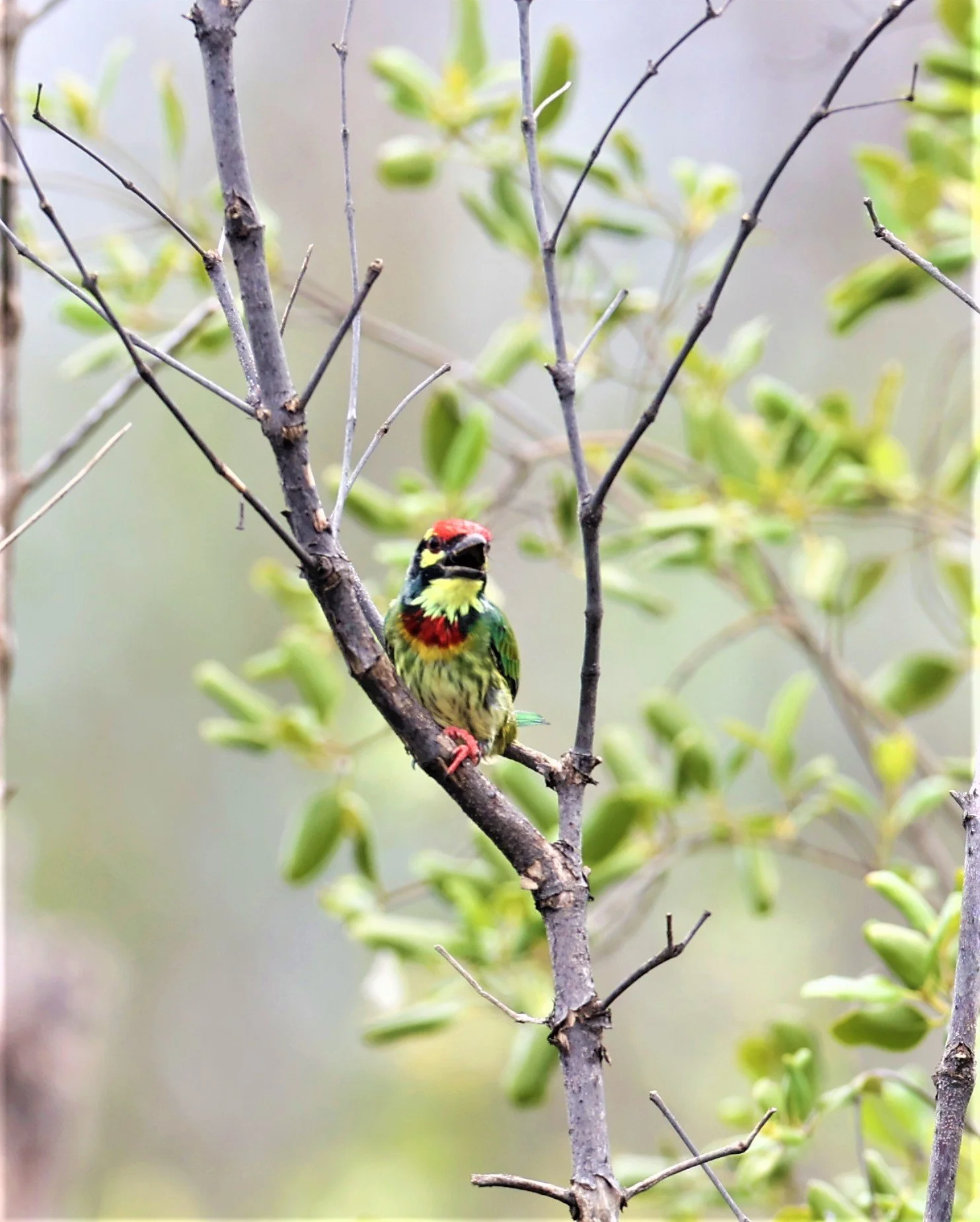 BARBET - COPPERSMITH BARBET - Megalaima haemacephala - BANG PU FOREST RESERVE SEPT 12 2021 (14).jpg