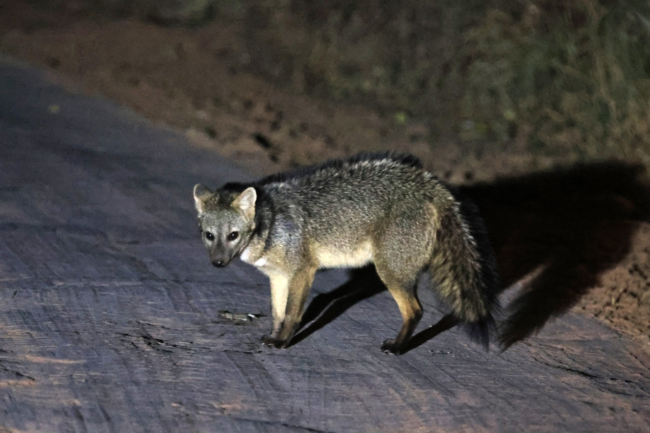 Crab-eating Fox (Cerdocyon thous) Agua Dulce Paraguay (11).jpg
