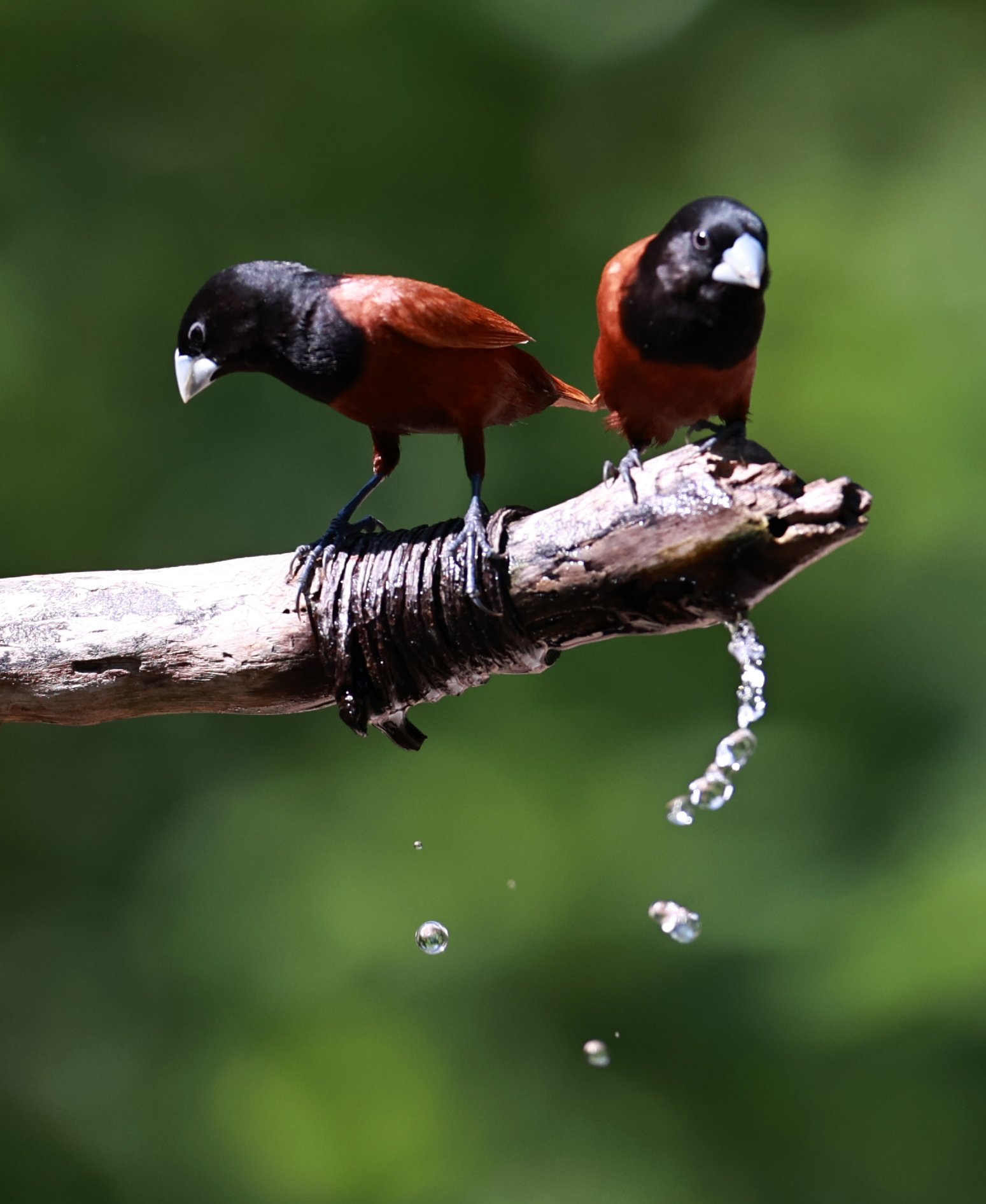 Munia - Black-headed Munia - Lonchura malacca - Bang Pu Mangrove Forest Reserve, Samut Prakan March 30, 2024 (53).jpg