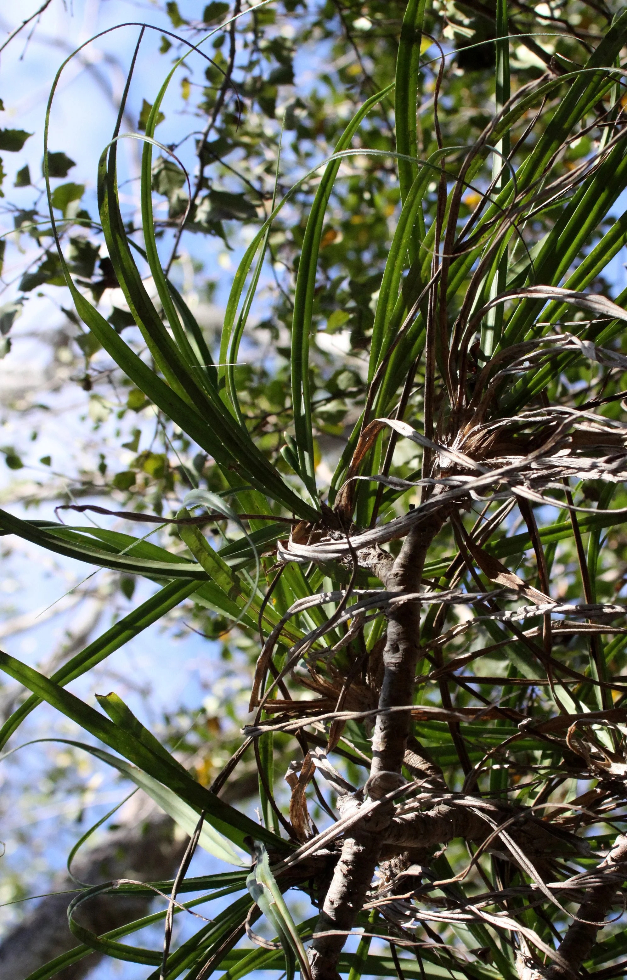 PLANT - PANDANUS SPECIES - KIRINDY NATIONAL PARK - MADAGASCAR.JPG