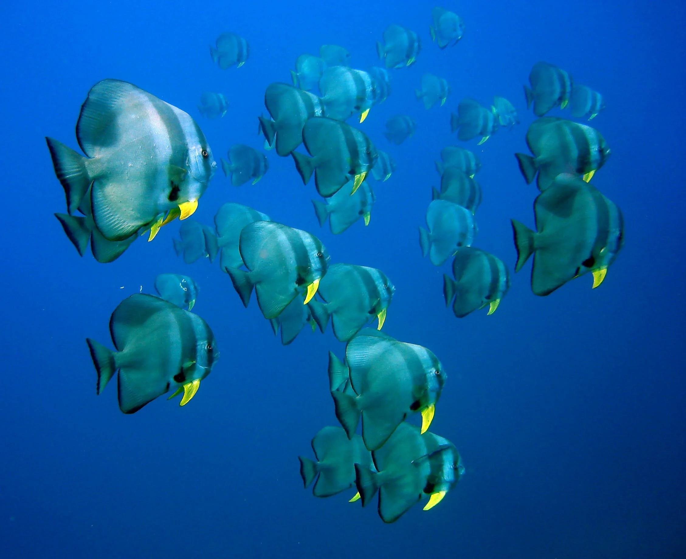 Ephippidae - Platax teira - Batfish - Similans Thailand (12).JPG