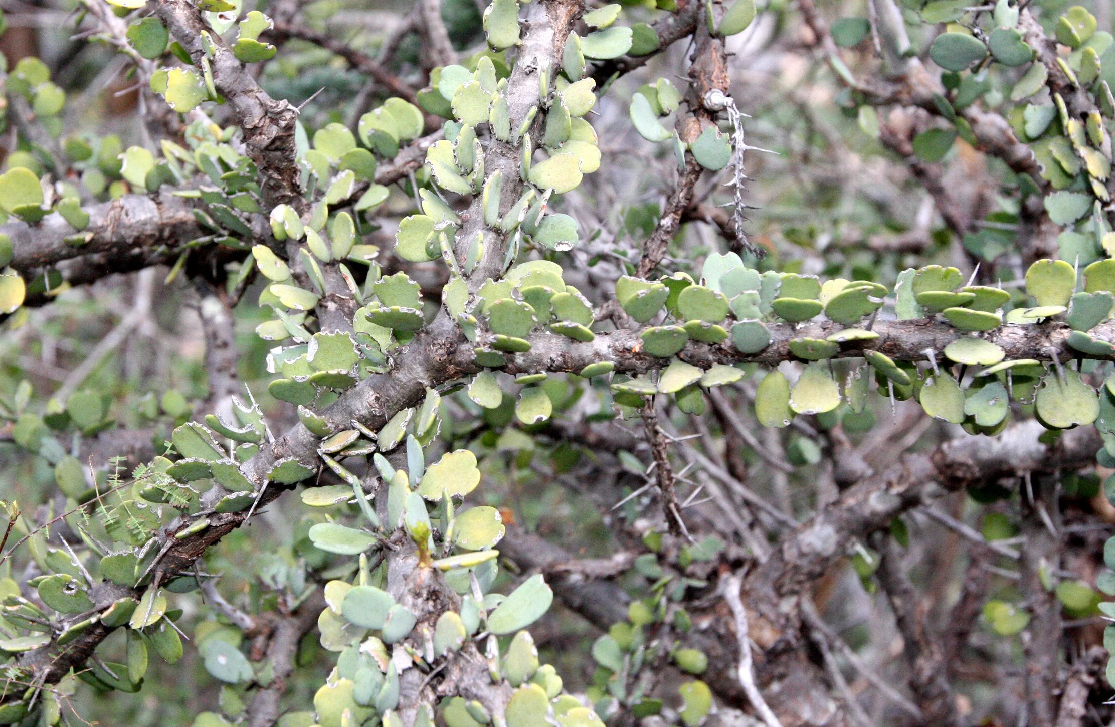 PLANT - ALLUAUDIA ASCENDENS - ANDOHAHELA NATIONAL PARK MADGASCAR (20).JPG