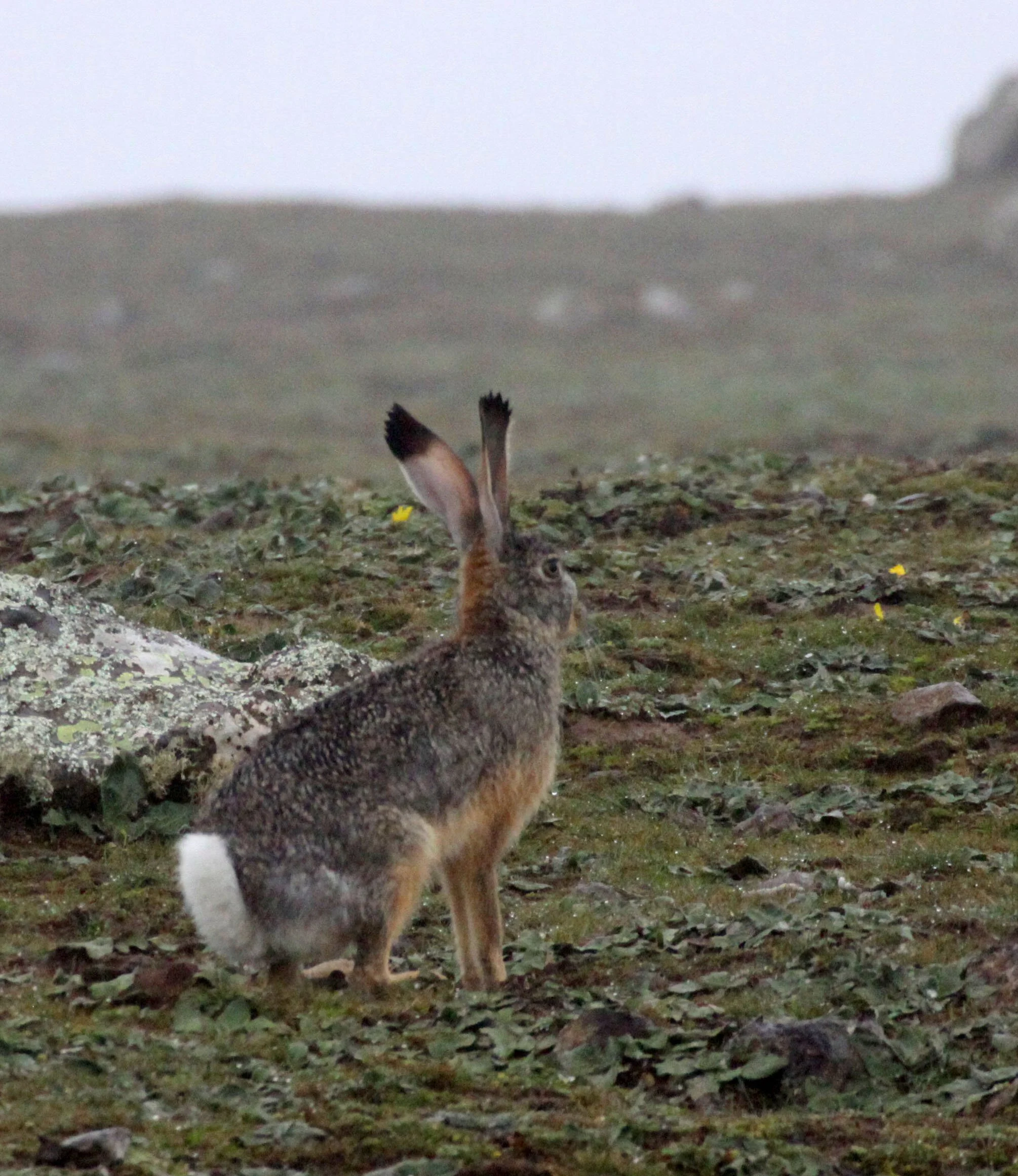 Falco biarmicus - LANNER FALCON - BALE MOUNTAINS NATIONAL PARK ETHIOPIA (38).JPG