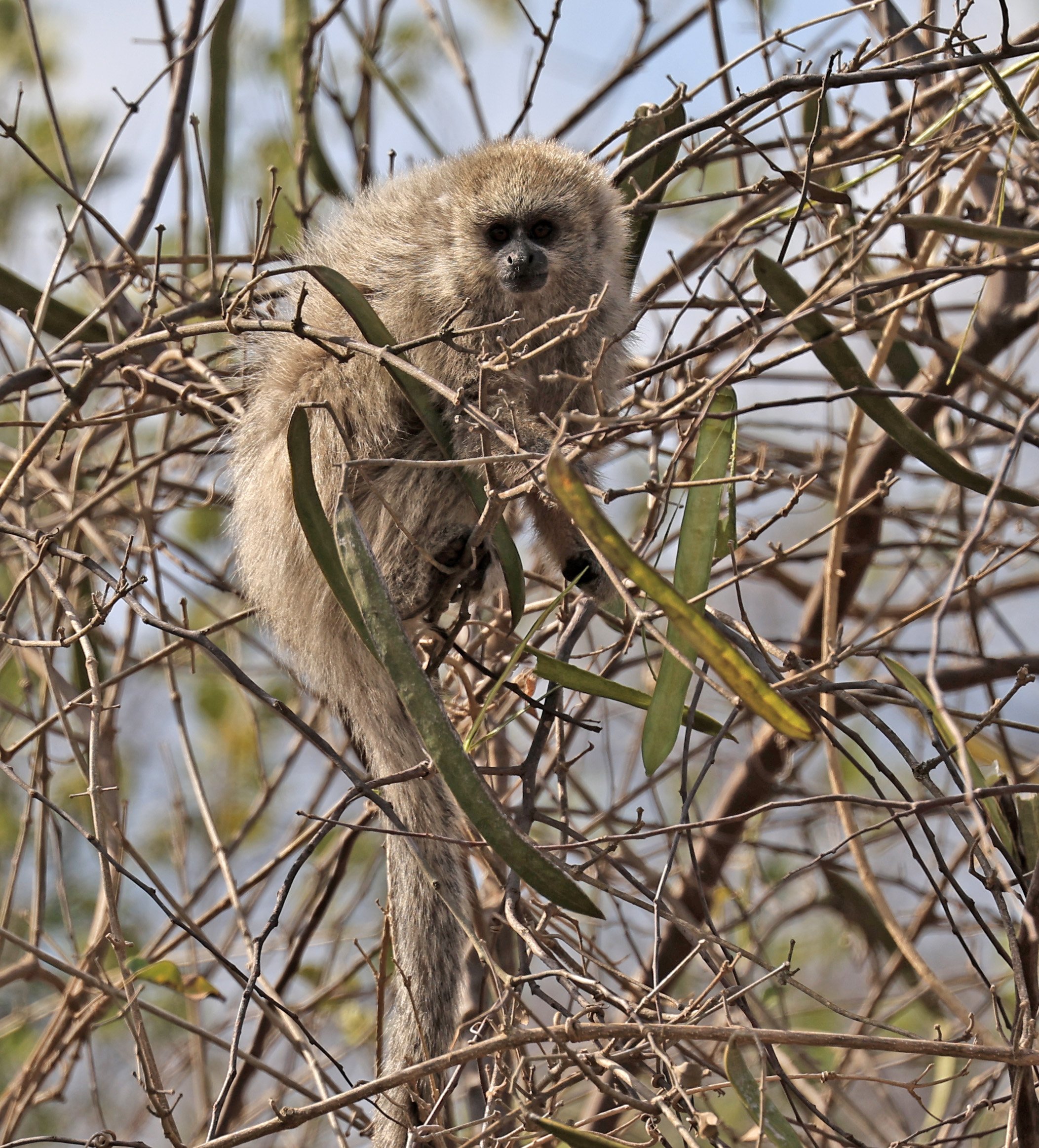 Chacoan Titi (Plecturocebus pallescens) Agua Dulce Paraguay (5).jpg