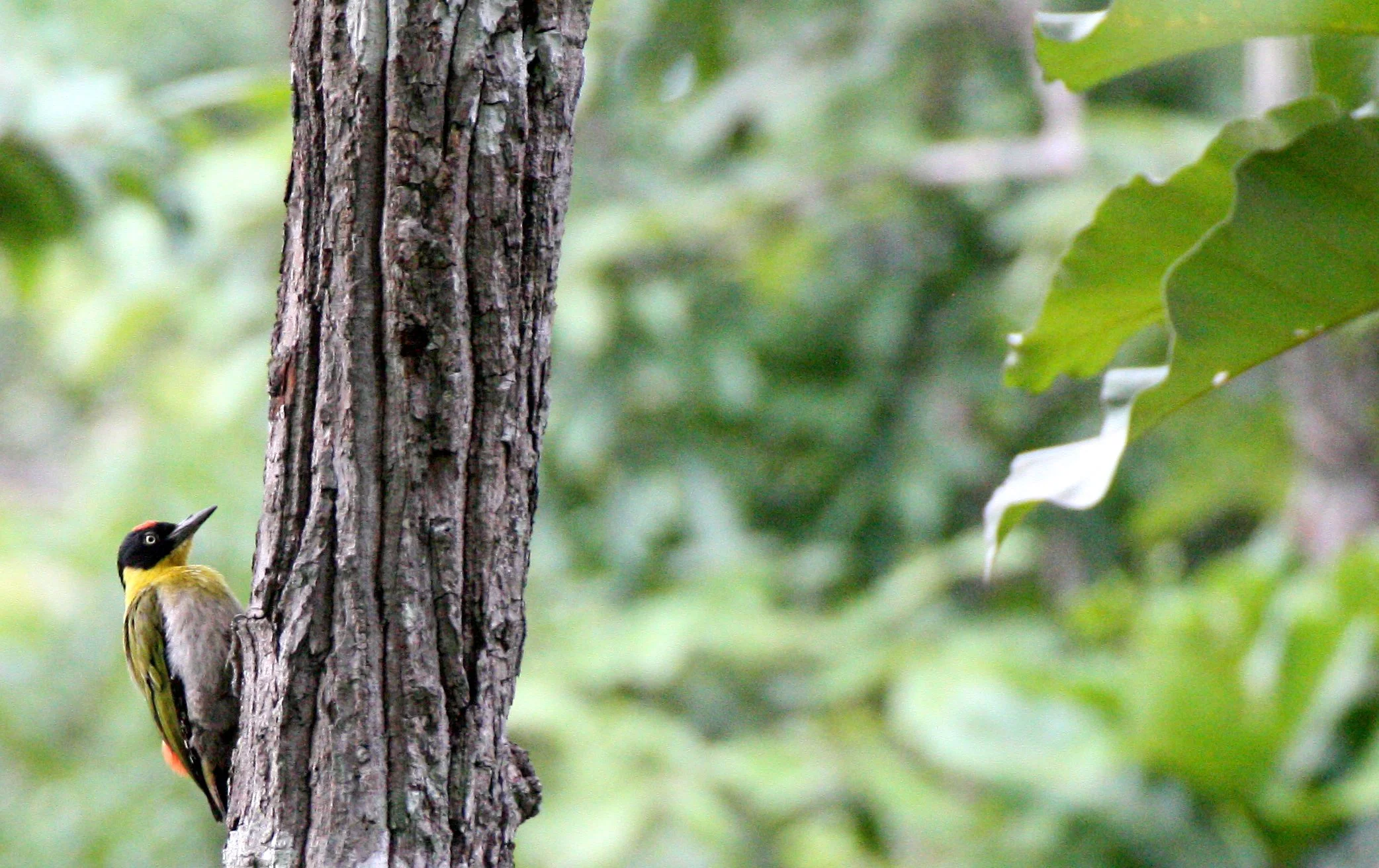 BIRD - WOODPECKER - BLACK-HEADED WOODPECKER - HUAI KHA KHAENG NWS THAILAND (9).JPG