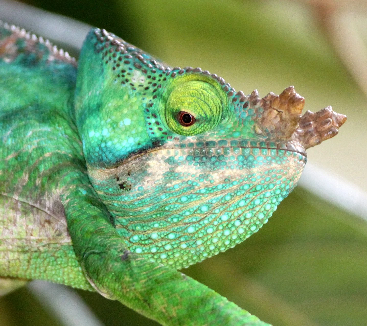 Calumma parsonii - PARSON'S CHAMELEON - MANTADIA NATIONAL PARK MADAGASCAR (5).JPG