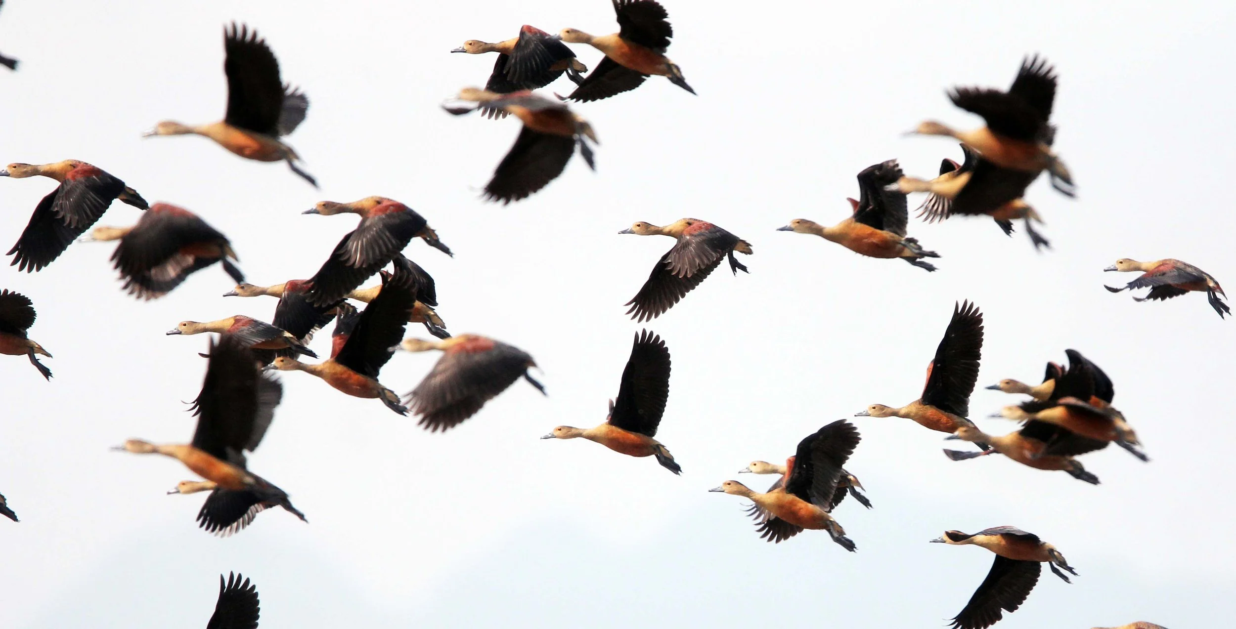 DUCK - LESSER WHISTLING DUCK  - Dendrocygna javanica - THALE NOI WATERBIRD PARK - PHATTHALUNG (59).JPG