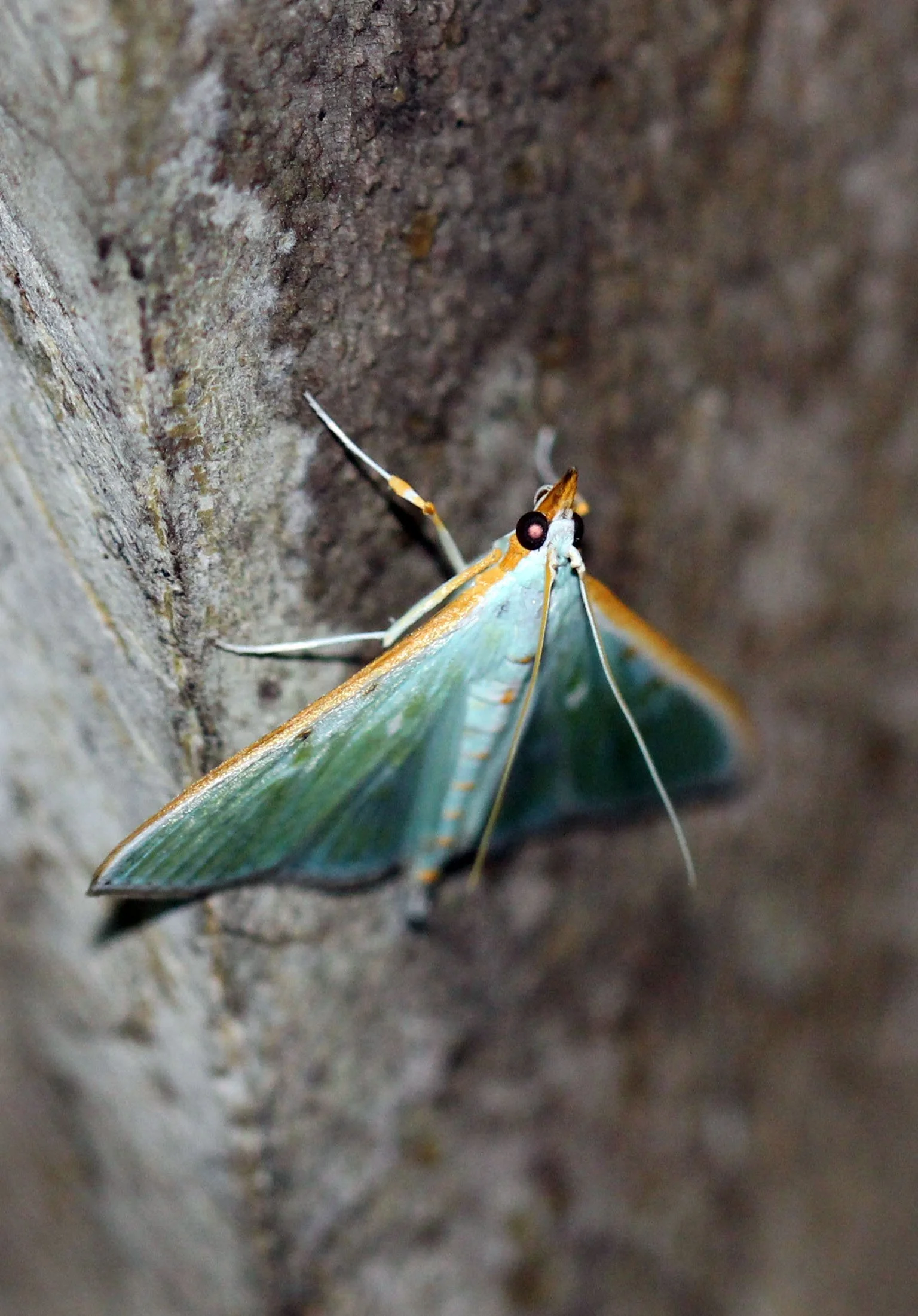 Geometridae - Species Unidentified - Huai Kha Khaeng, Kapok Kapien, Thailand