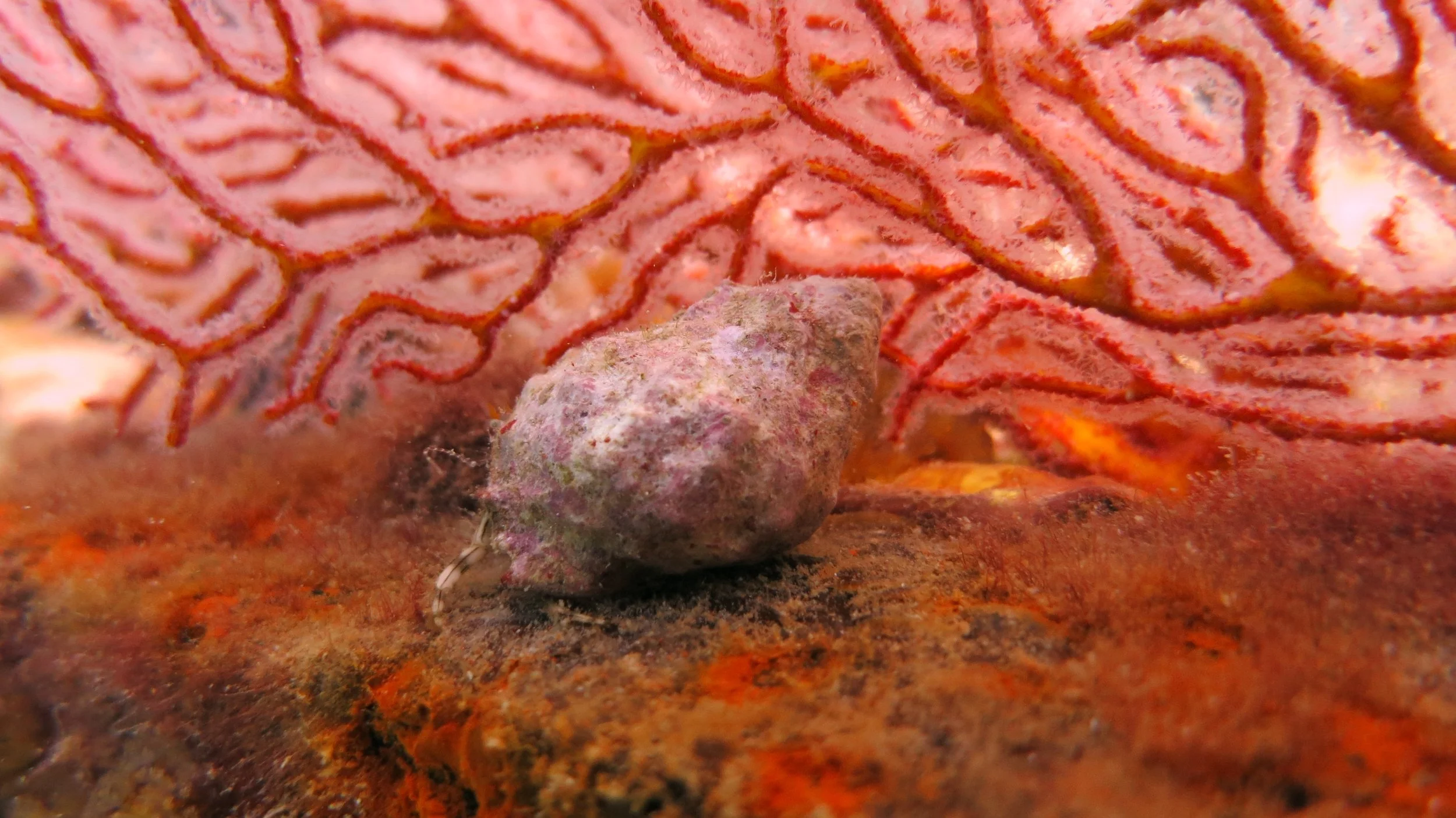 2016 BPS Satthahip Dive Trip with Marine Conservation Club (56).JPG