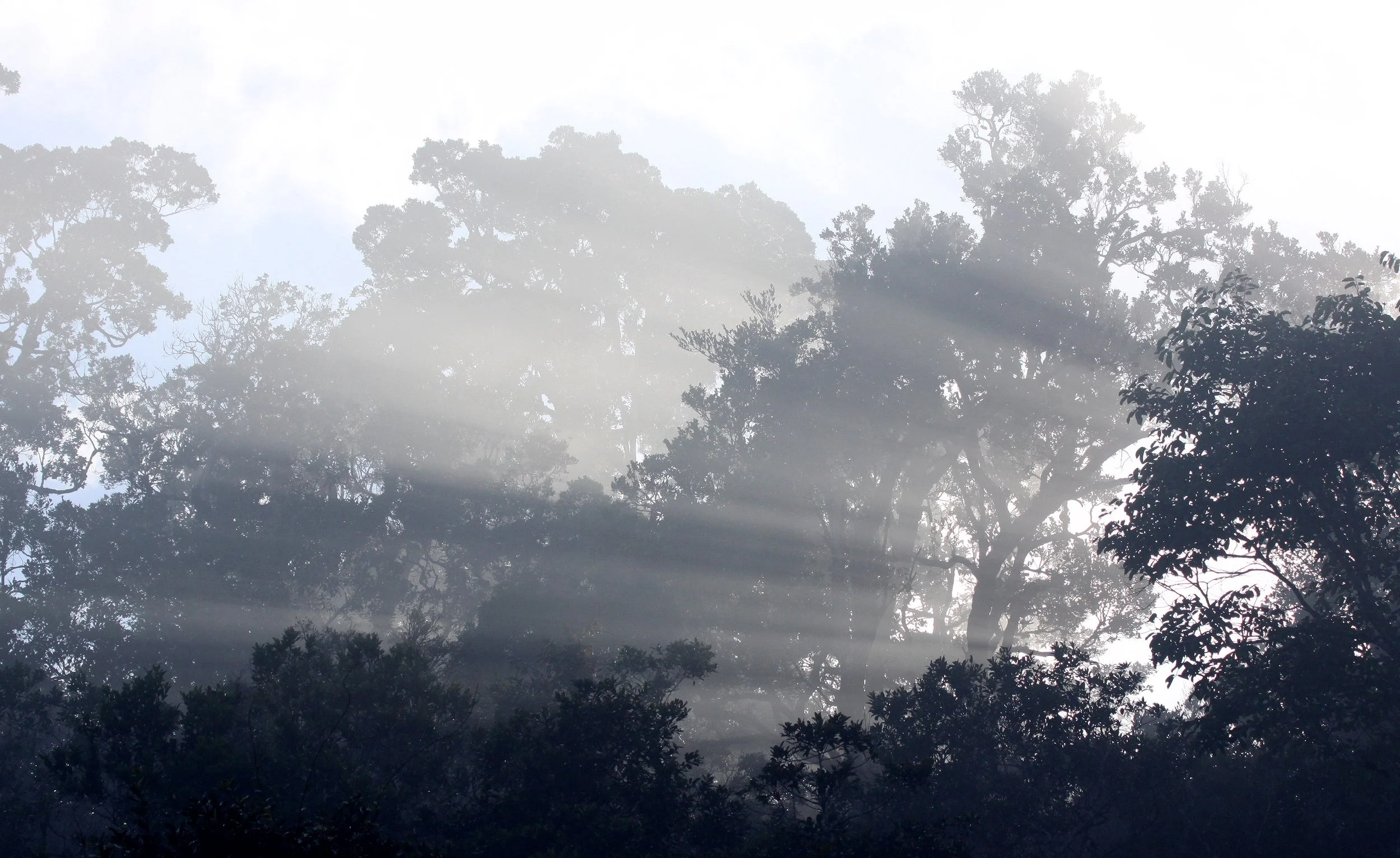 MANTADIA NATIONAL PARK MADAGASCAR - SUNRISE OVER THE PRIMARY FOREST (6).JPG
