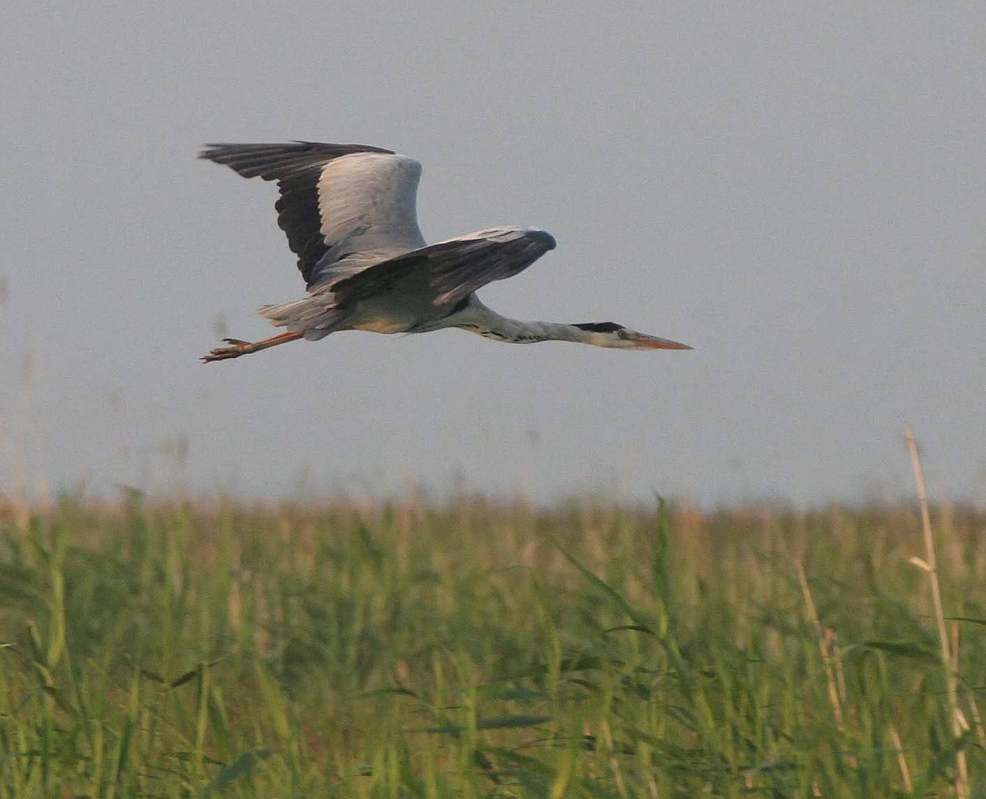 HERON - GREY HERON -  Ardea cinerea - SELENGA DELTA LAKE BAIKAL RUSSIA (1).jpg
