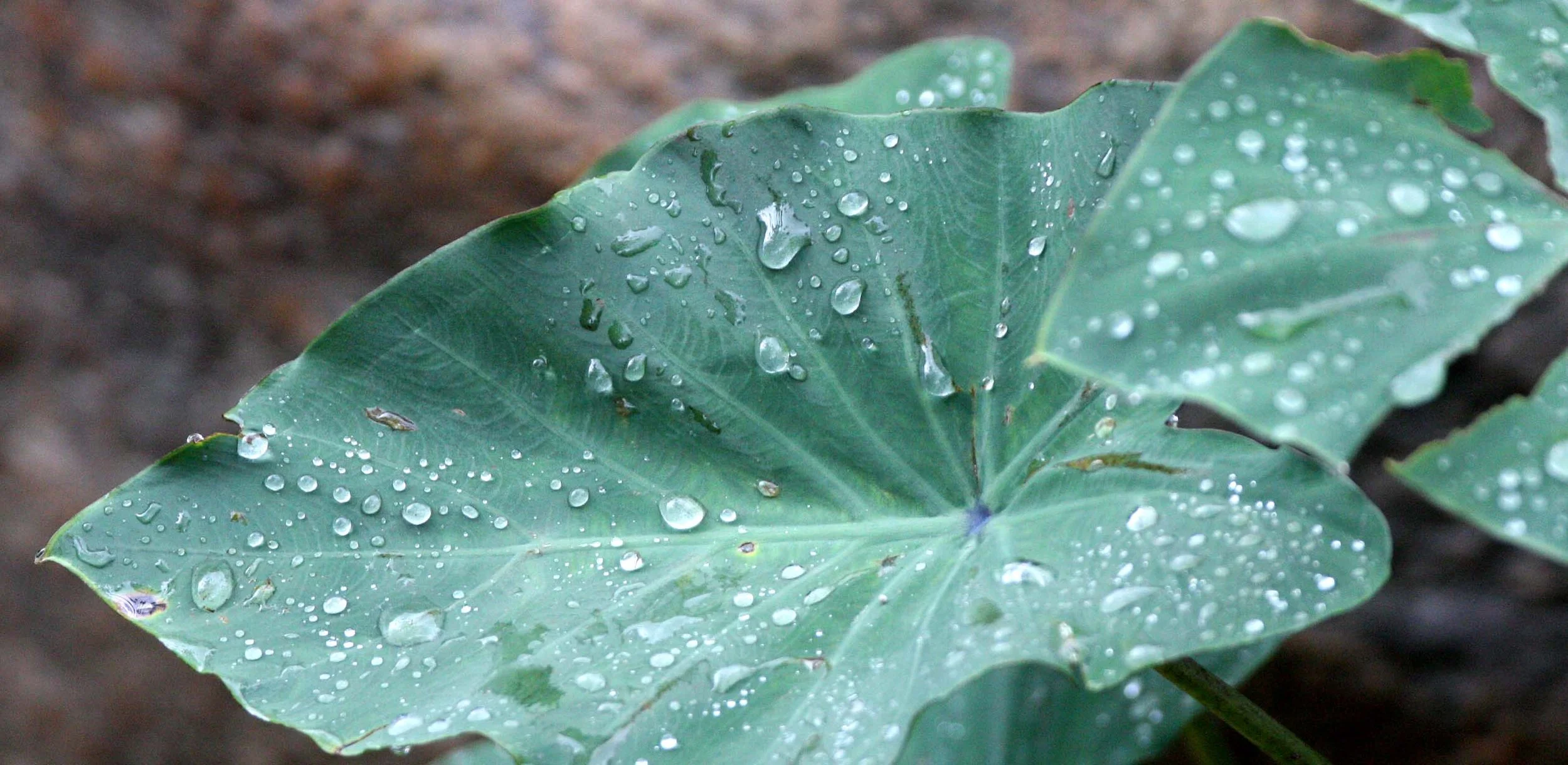 2009 Promluk Property Views (13).JPG