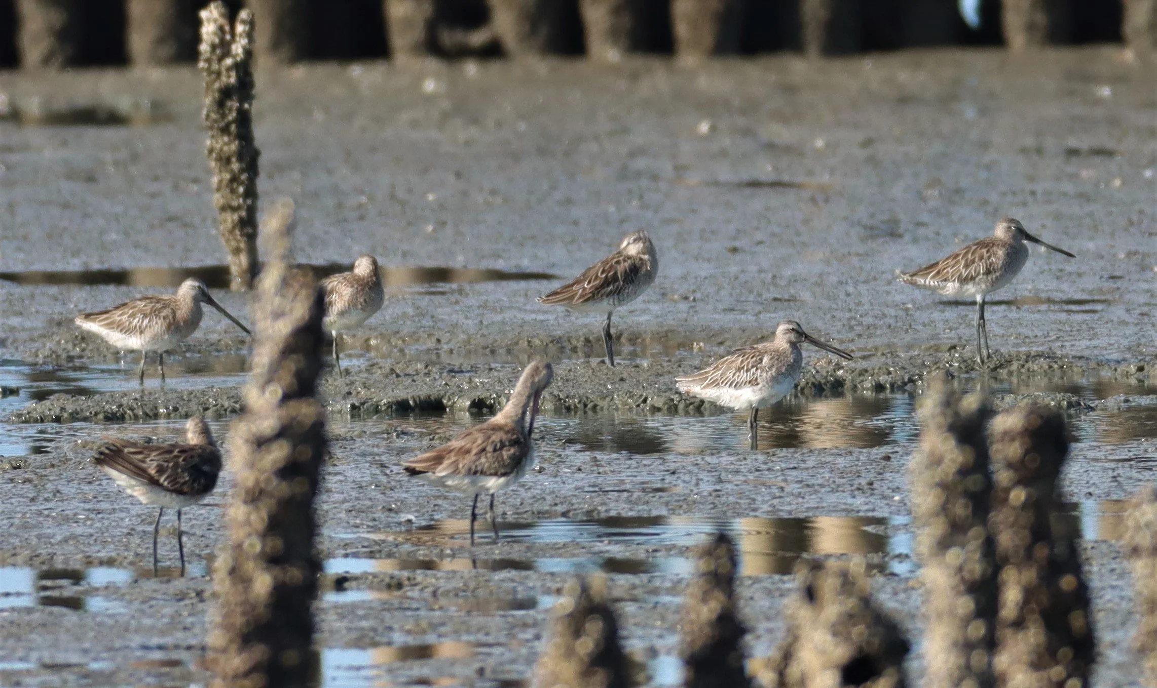 DOWITCHER - ASIAN DOWITCHER - Limnodromus semipalmatus - Mangrove Forest Research Center Samut Sakhon (52).jpg