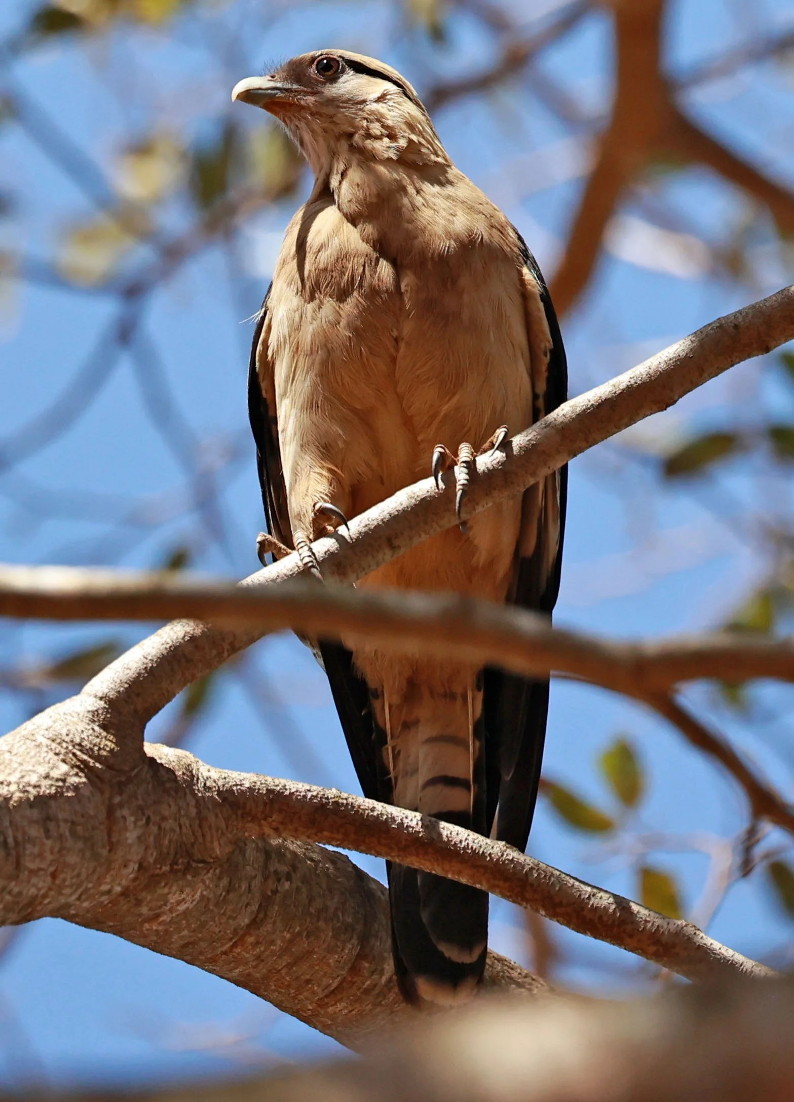 Caracara - Yellow-headed Caracara - Daptrius chimachima - Emas National Park, Goias Brazil (13).jpg