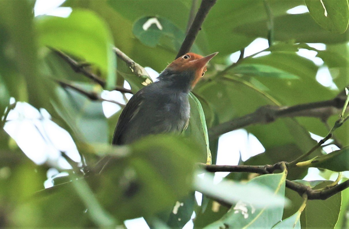 TAILORBIRD - ASHY TAILORBIRD - Orthotomus ruficeps - SOUTHERN NARATHIWAT PROVINCE  (4).jpg
