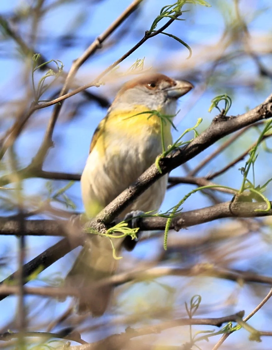Rufous-browed Peppershrike (Cyclarhis gujanensis) Fortin Toledo Paraguay (1).jpg