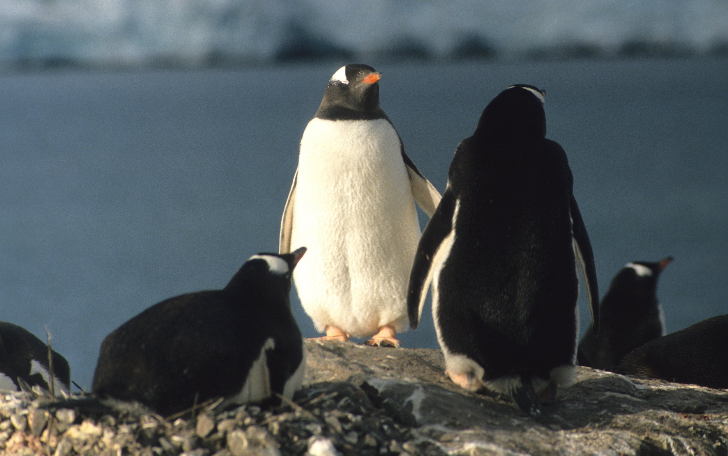 Gentoo Penguin (Pygoscelis papua) Antarctic Peninsula scanned slides 1996 (31).jpg
