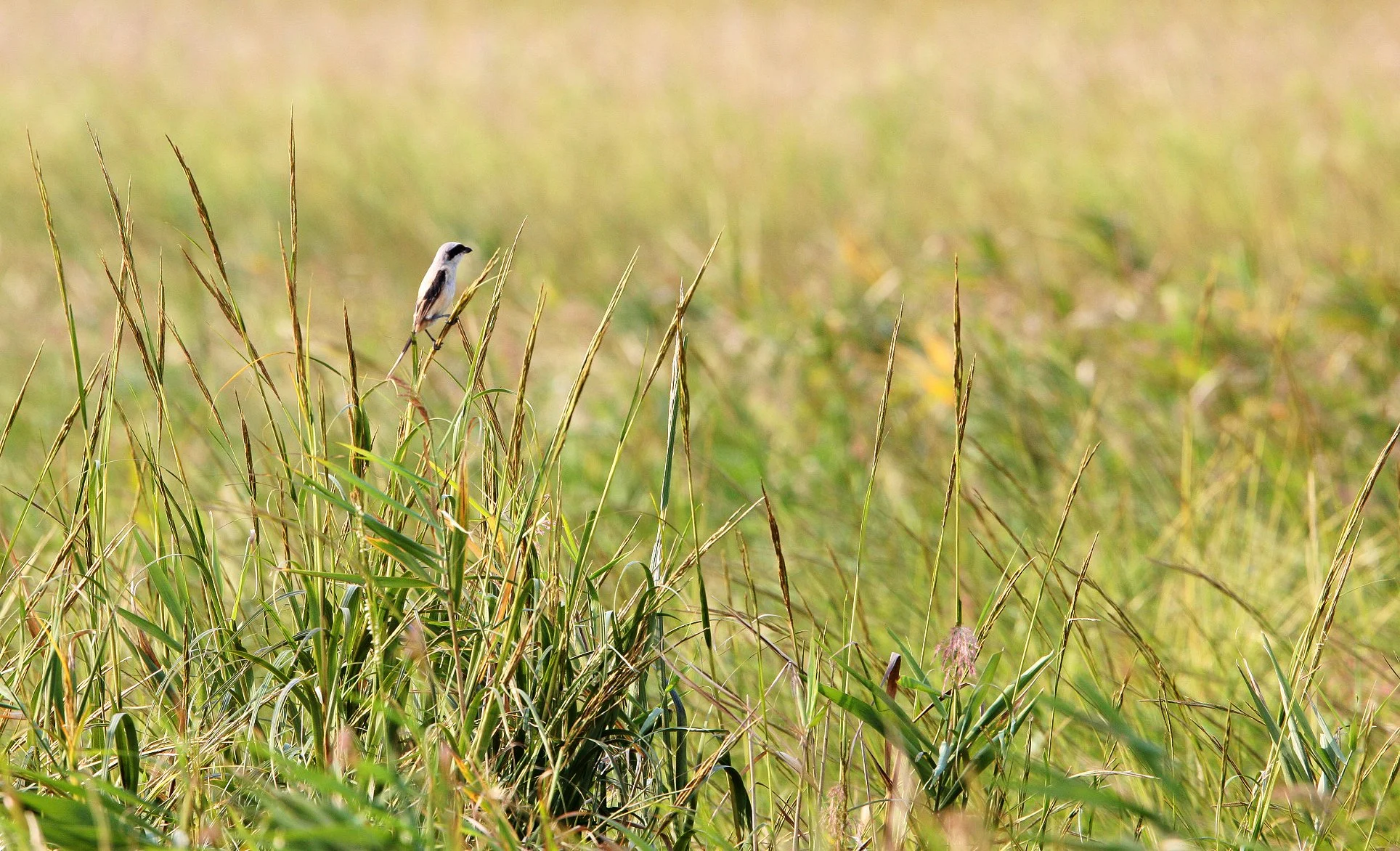 Chinese Grey Shrike (Lanius sphenocercus) Yancheng China (ID needs confirmation)