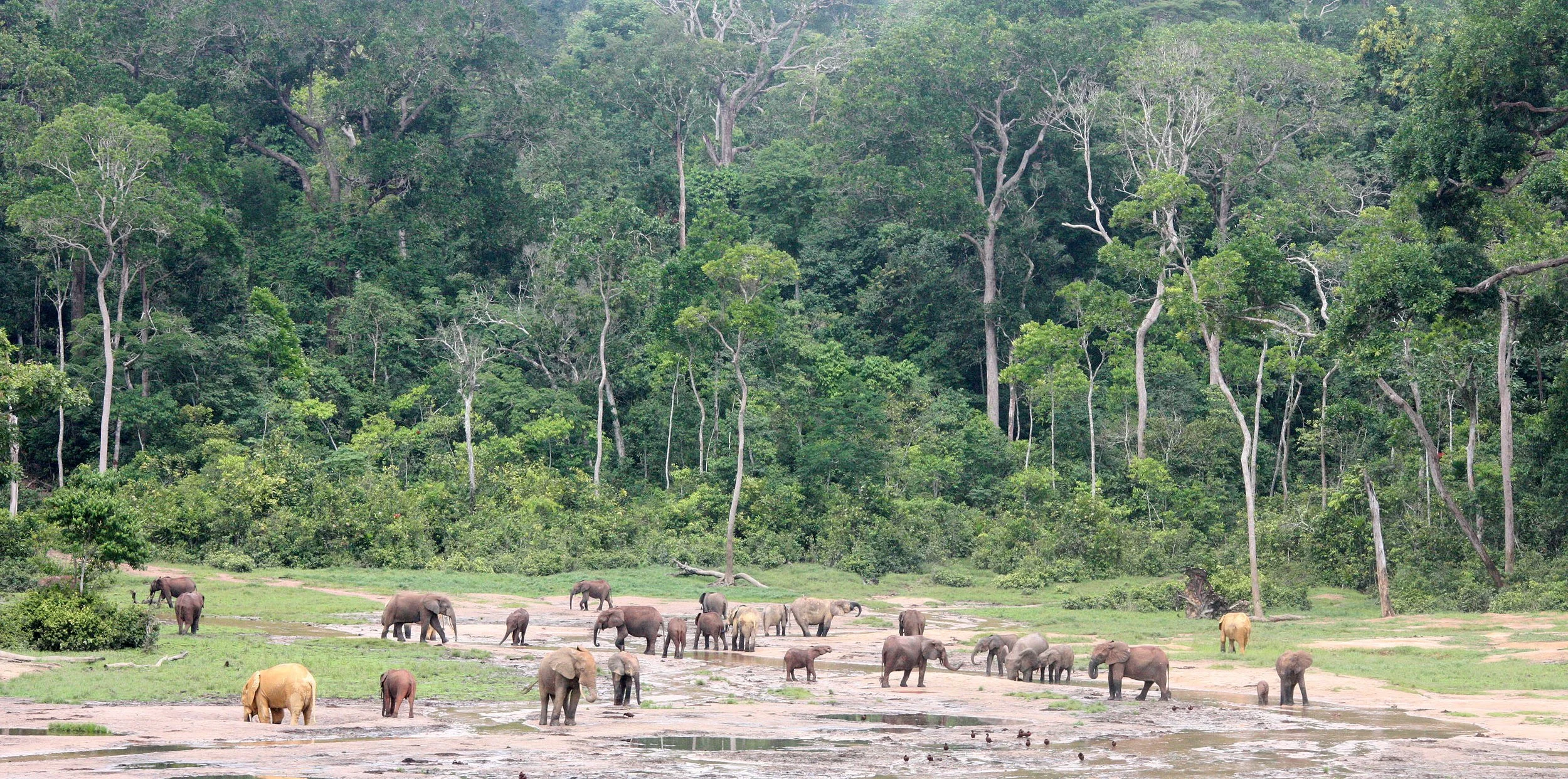 ELEPHANT - FOREST ELEPHANT - DZANGHA BAI - DZANGHA NDOKI NP - CENTRAL AFRICAN REPUBLIC (100).JPG
