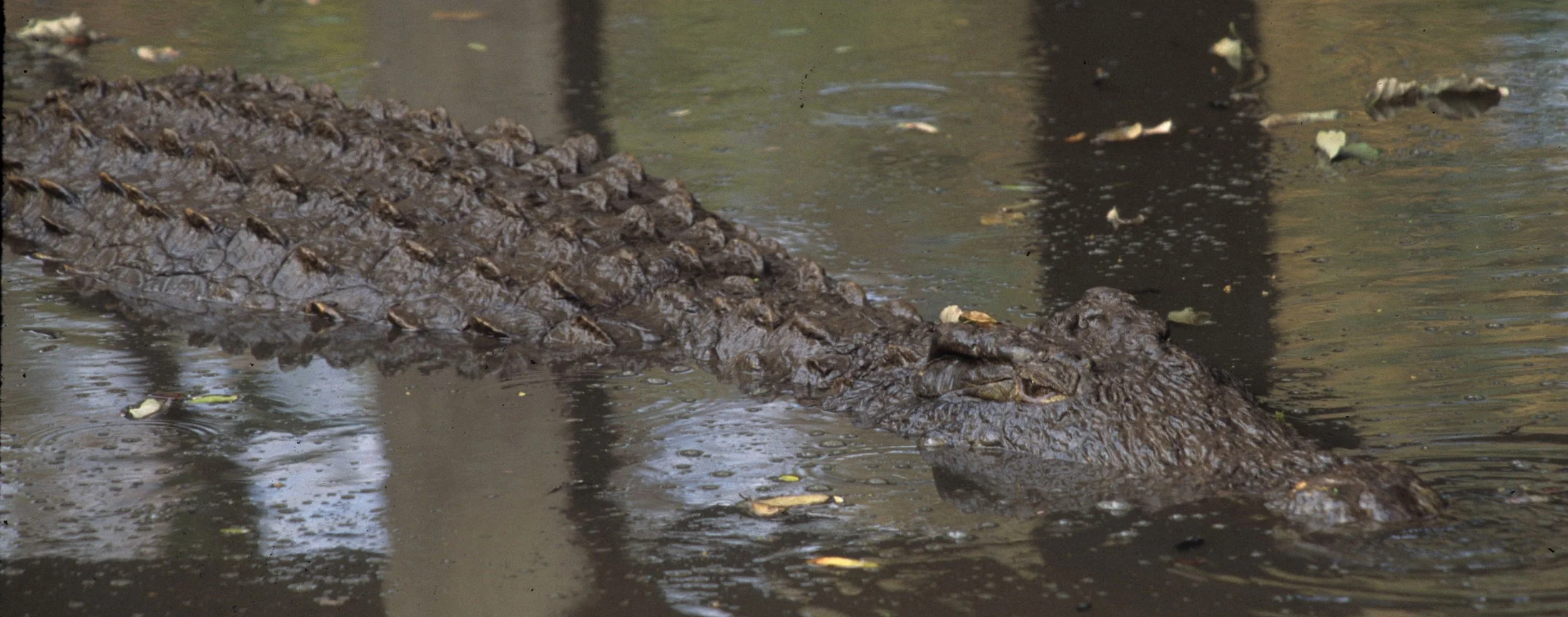 REPTILE- NILE CROC - UGANDA B.jpg