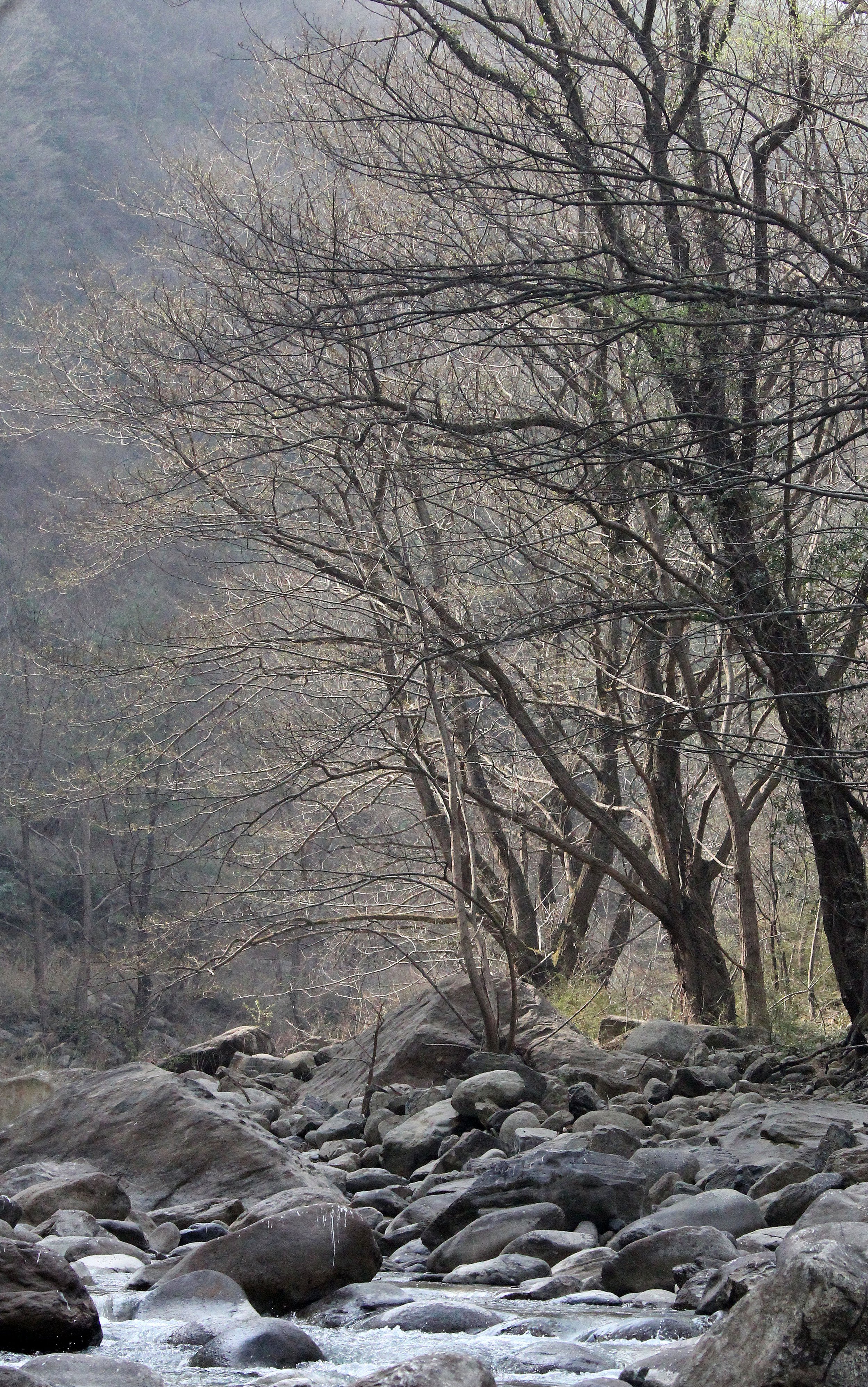 TANGJIAHE NATURE RESERVE, SICHUAN CHINA (45).JPG