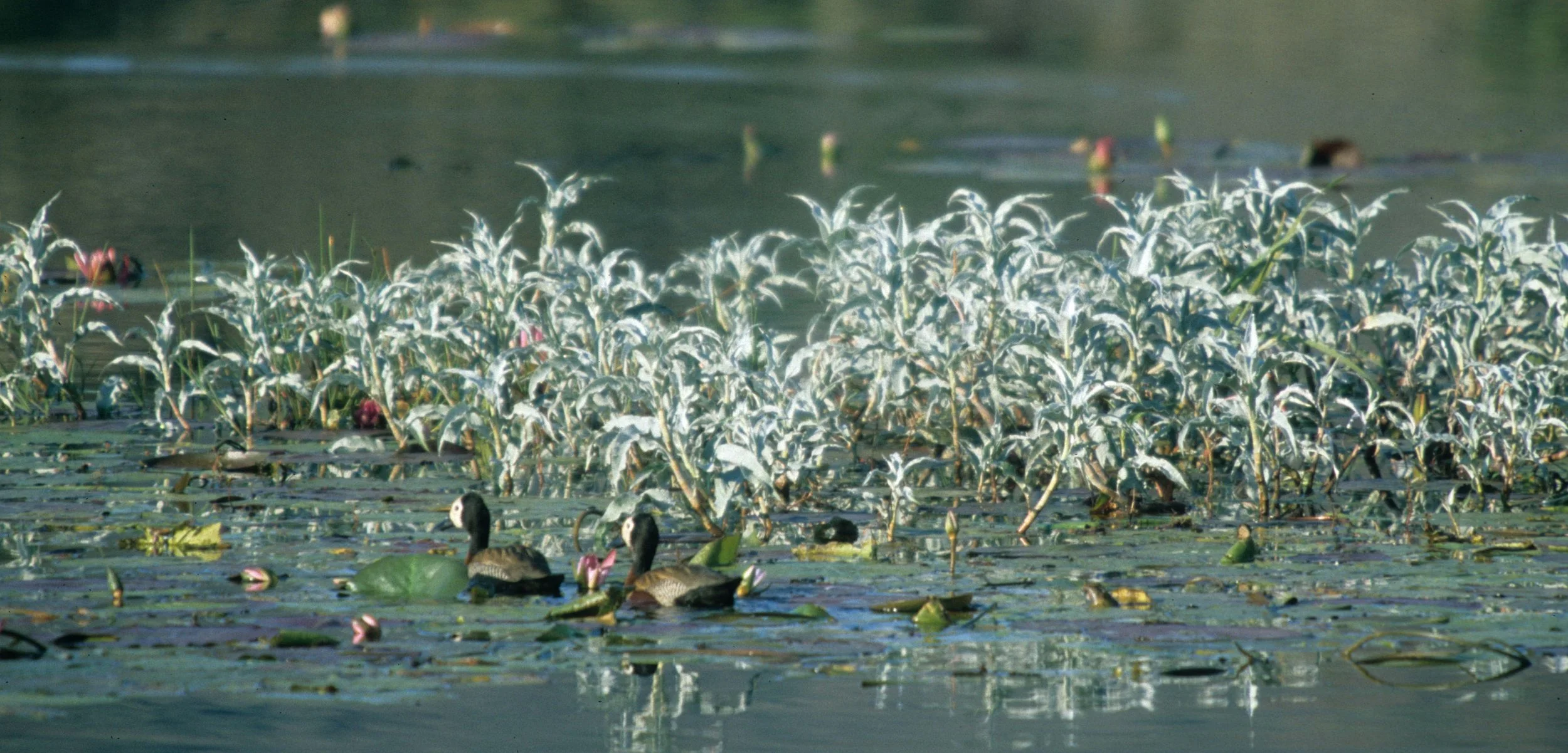 BIRDS - WHITEFACED DUCK - KRUGER D.jpg