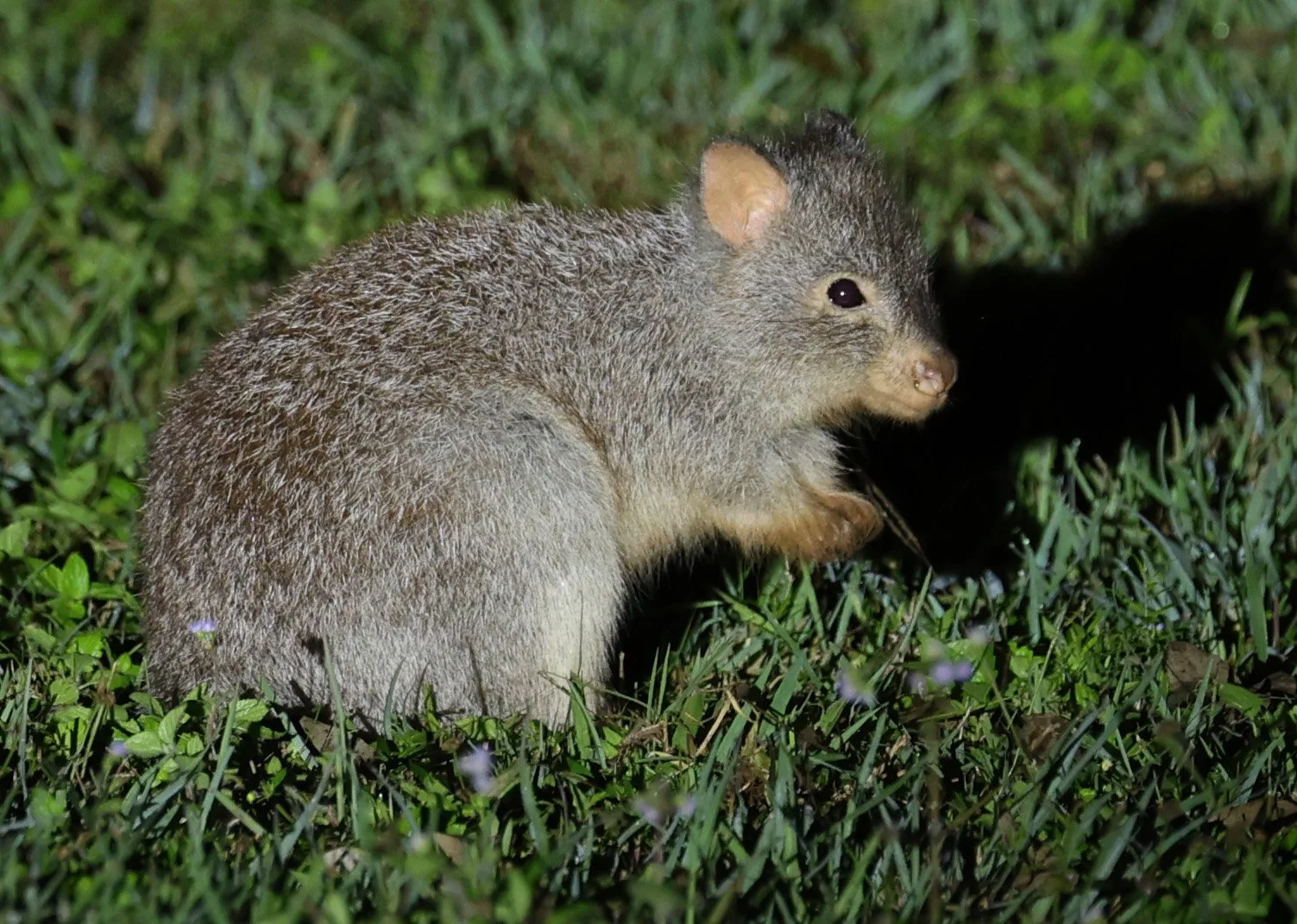 Rufous Bettong (Aepyprymnus rufescens) Elms Road near Mount Hypipamee Crater NP - Queensland 